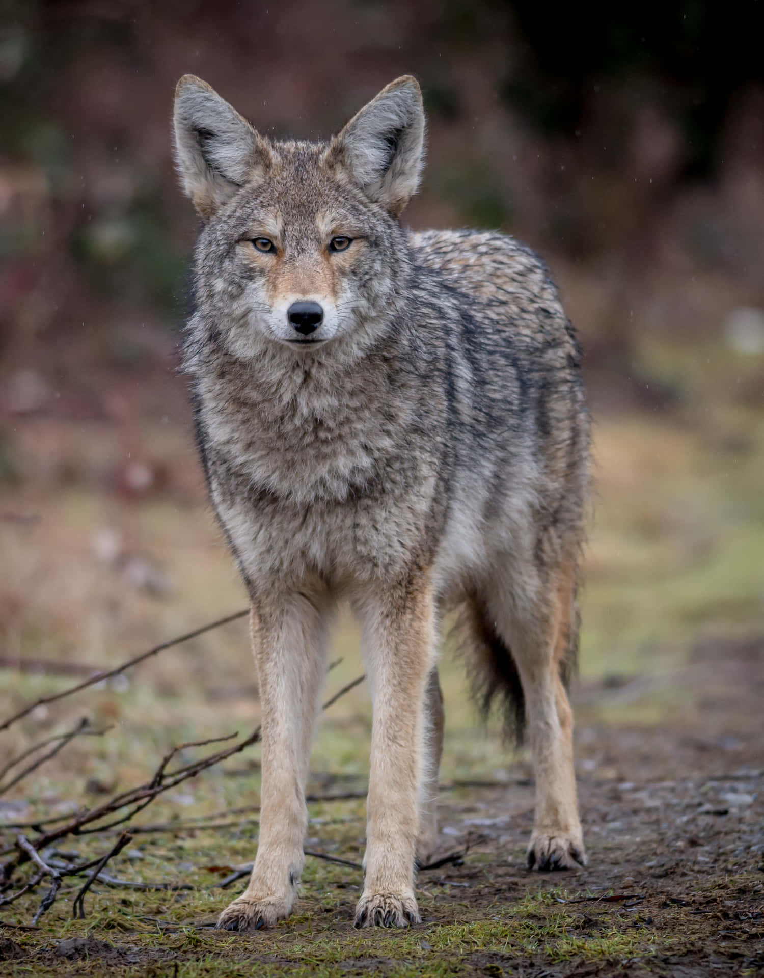 Fåen Glimt Av Den Vilda Coyoten Som Njuter Av Sin Omgivning.