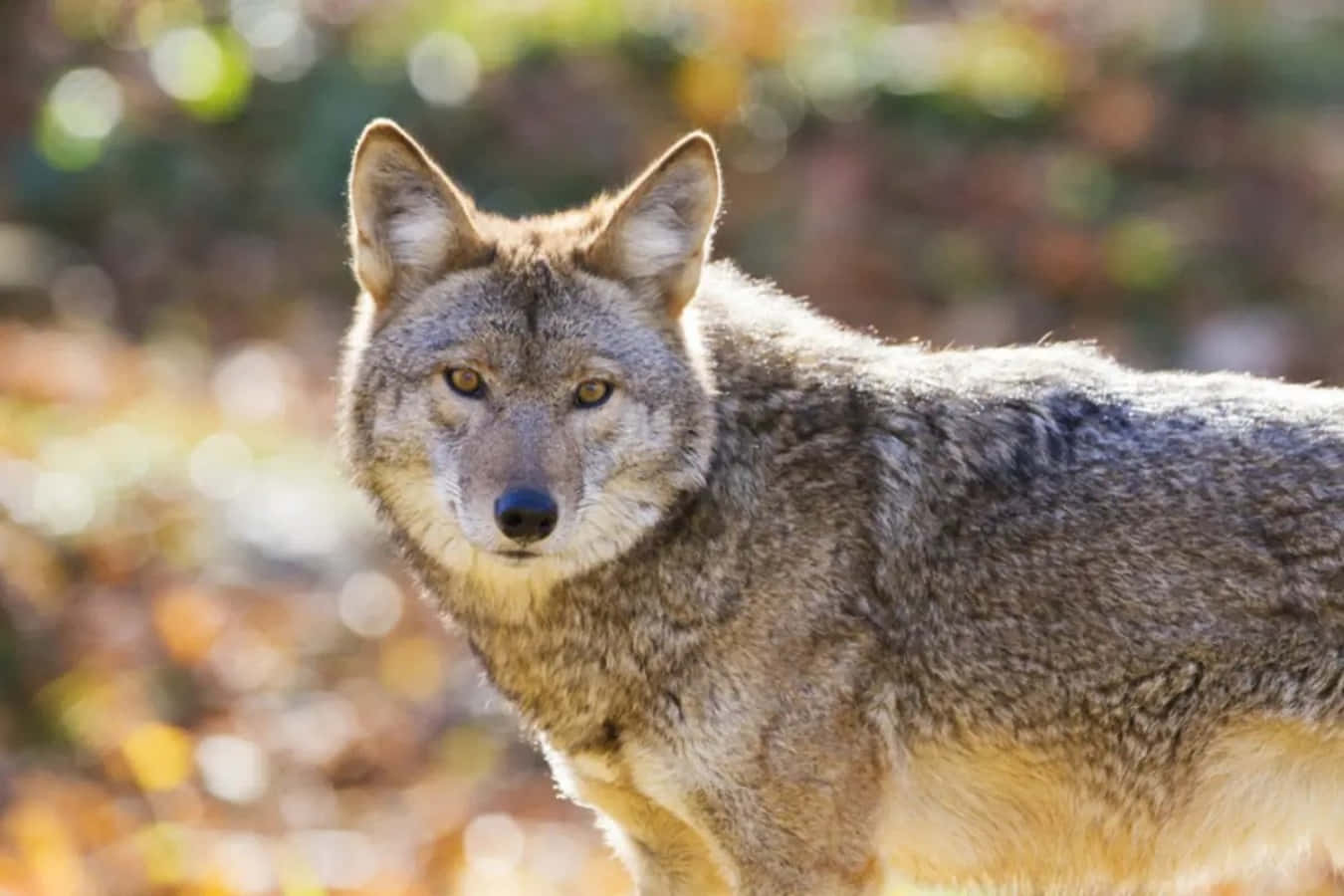 Coyotea Uivar Na Natureza Selvagem
