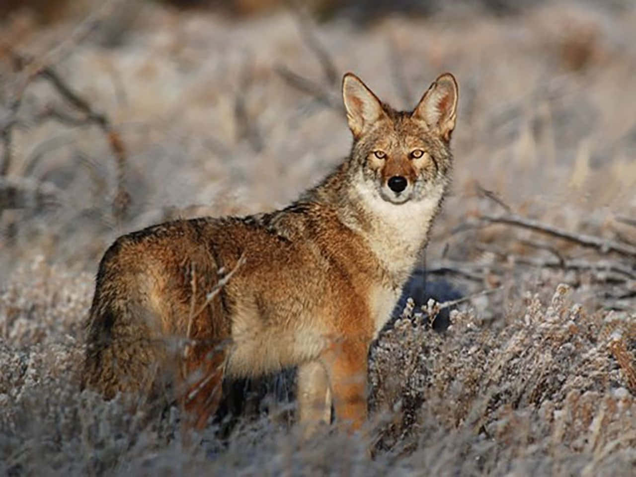 Uncoyote Nel Suo Habitat Naturale