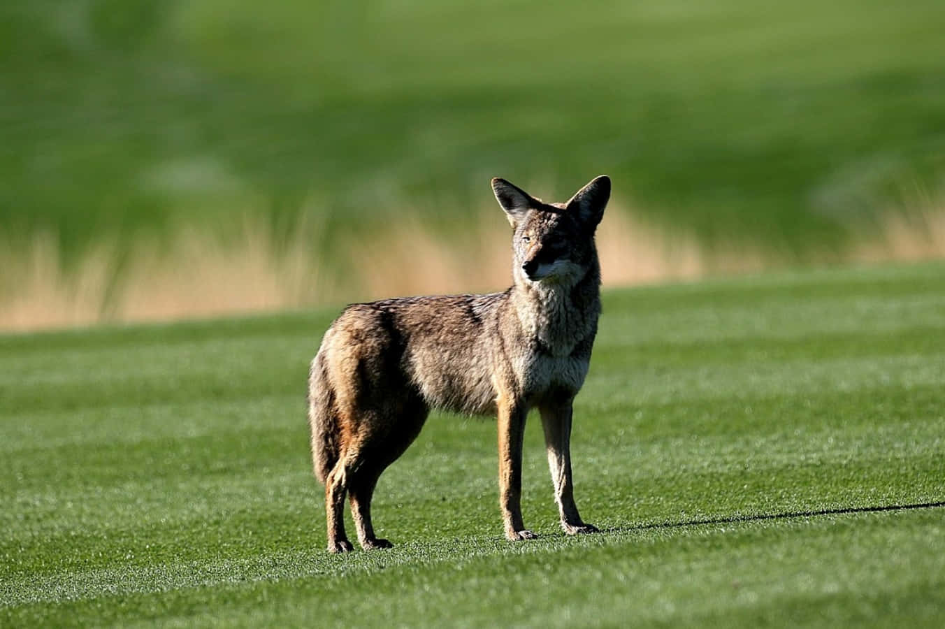 A Coyote Standing On A Green Field