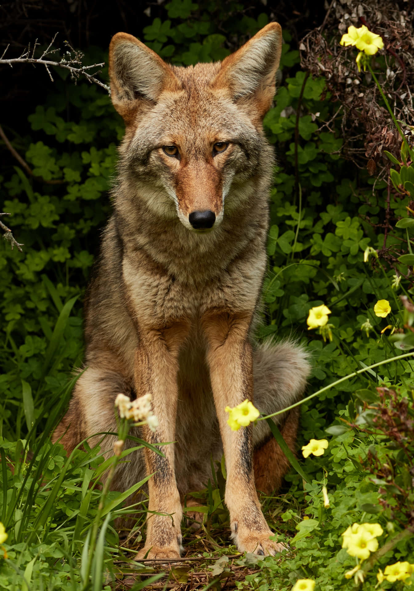 A coyote gazing into the distance in a lone desert landscape