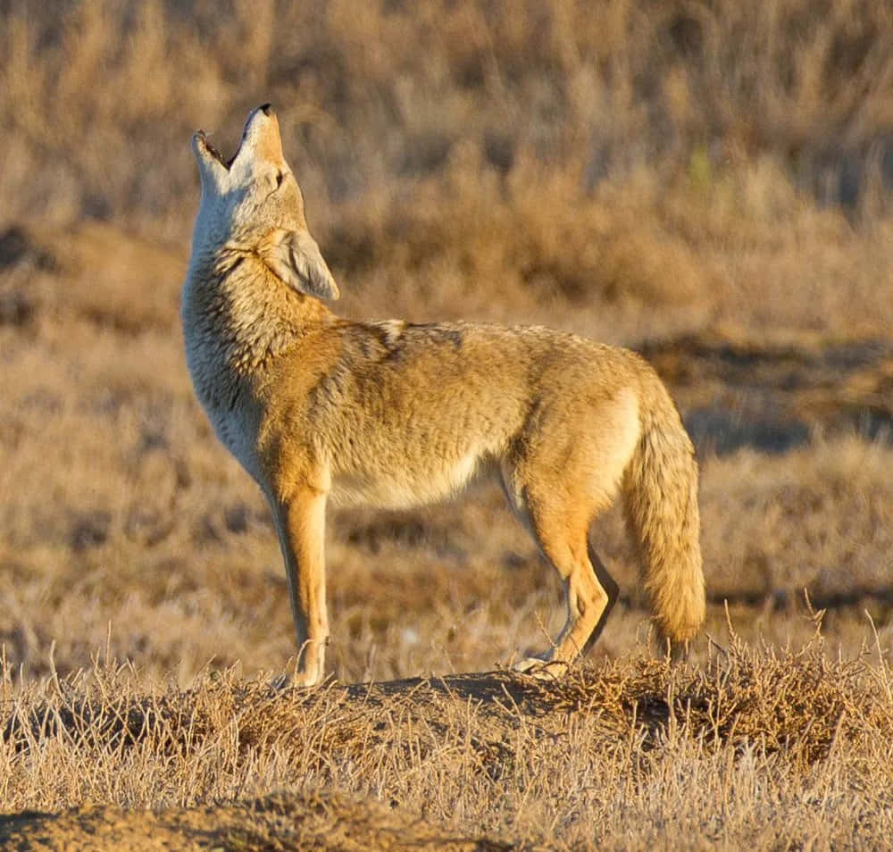 Coyote on the Desert Road