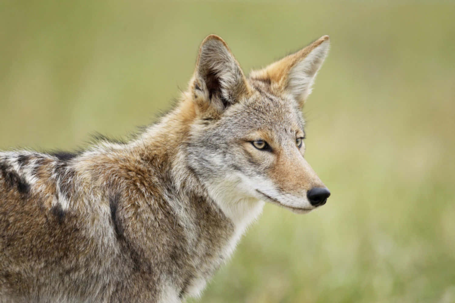 \ A coyote perched atop a tall rock, overlooking a vast canyon