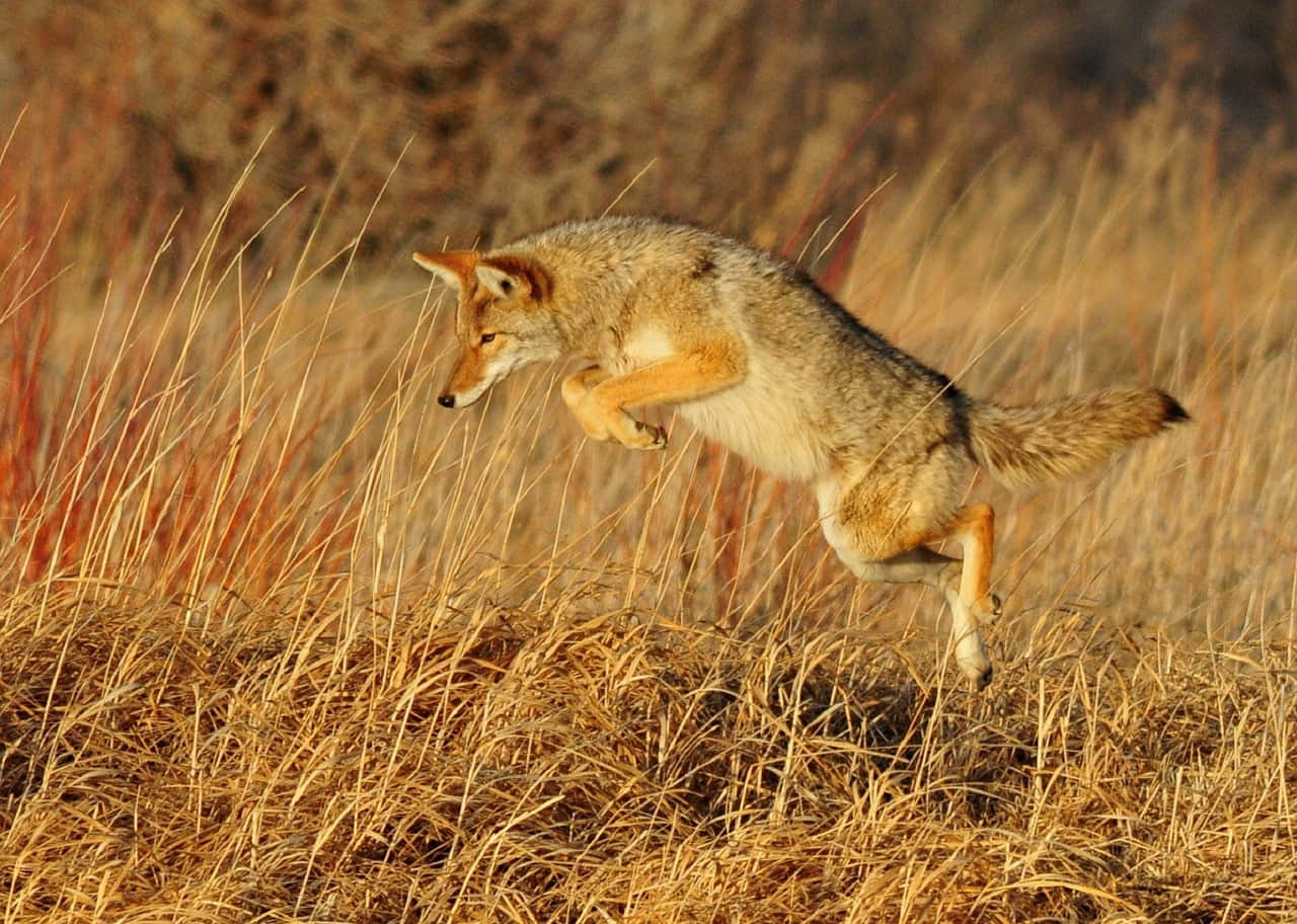 Uncoyote En La Naturaleza