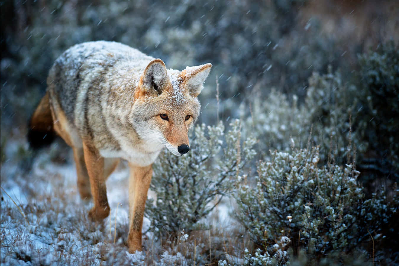 "The Cunning Coyote"