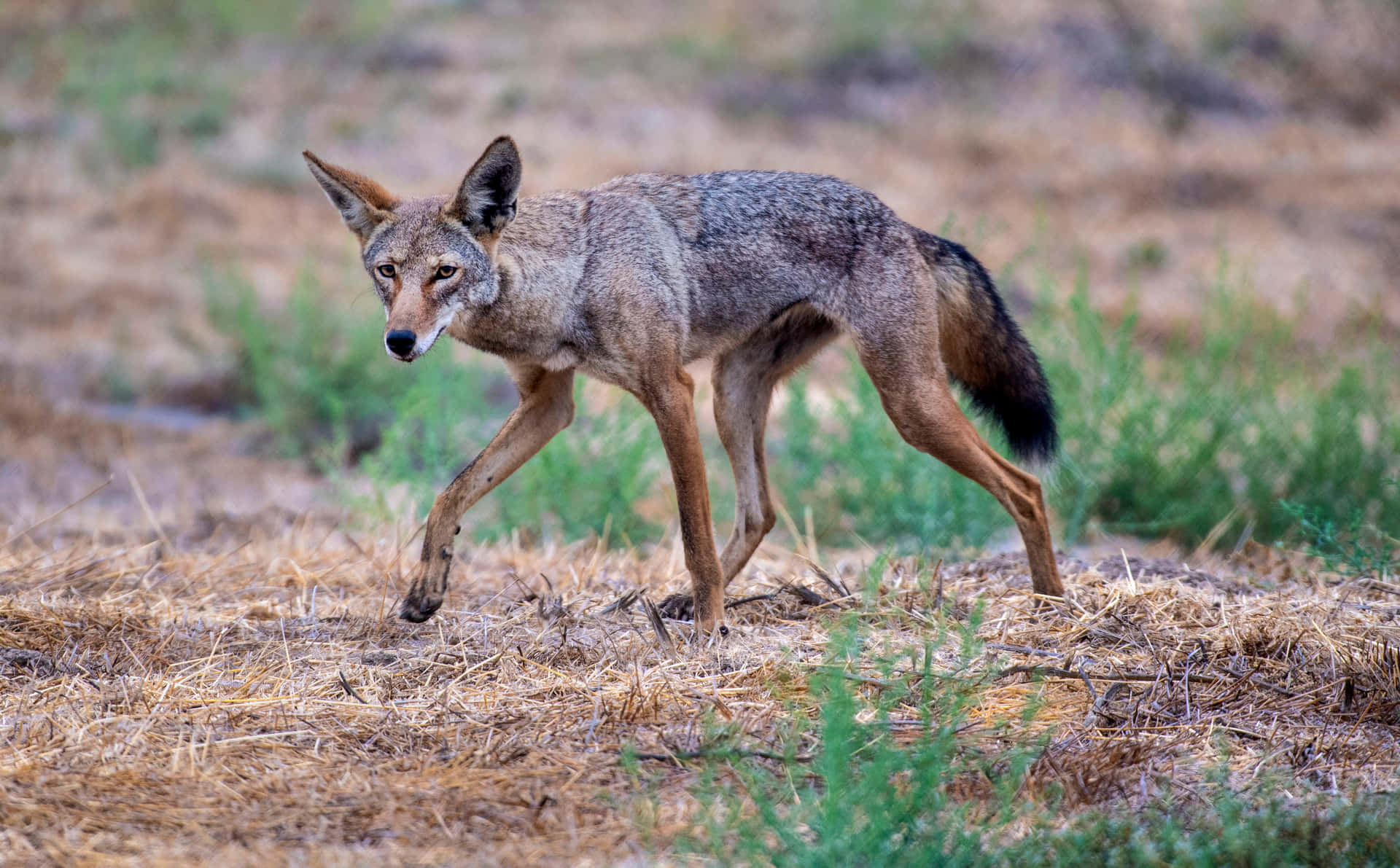 A coyote stands alert, surrounded by a desert landscape