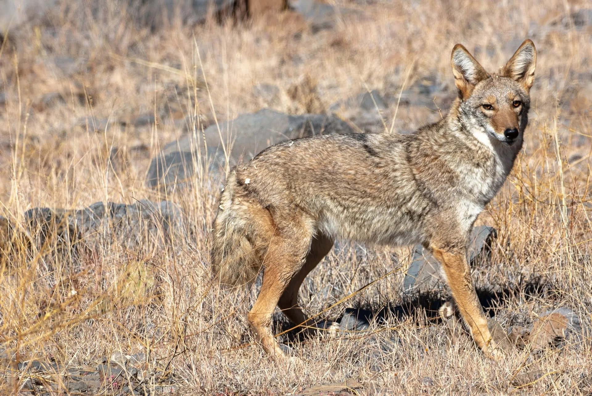 A coyote blending in with the landscape