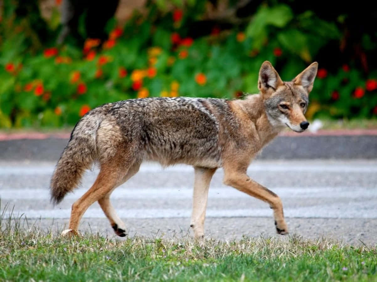 Coyote Walking In The Street Near Flowers