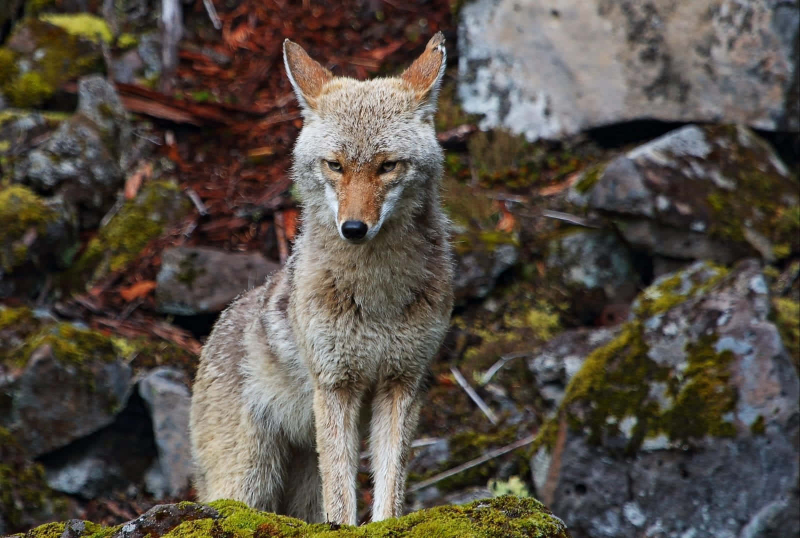 Maravilhese Com O Coyote, Um Amado Animal Na América Do Norte.