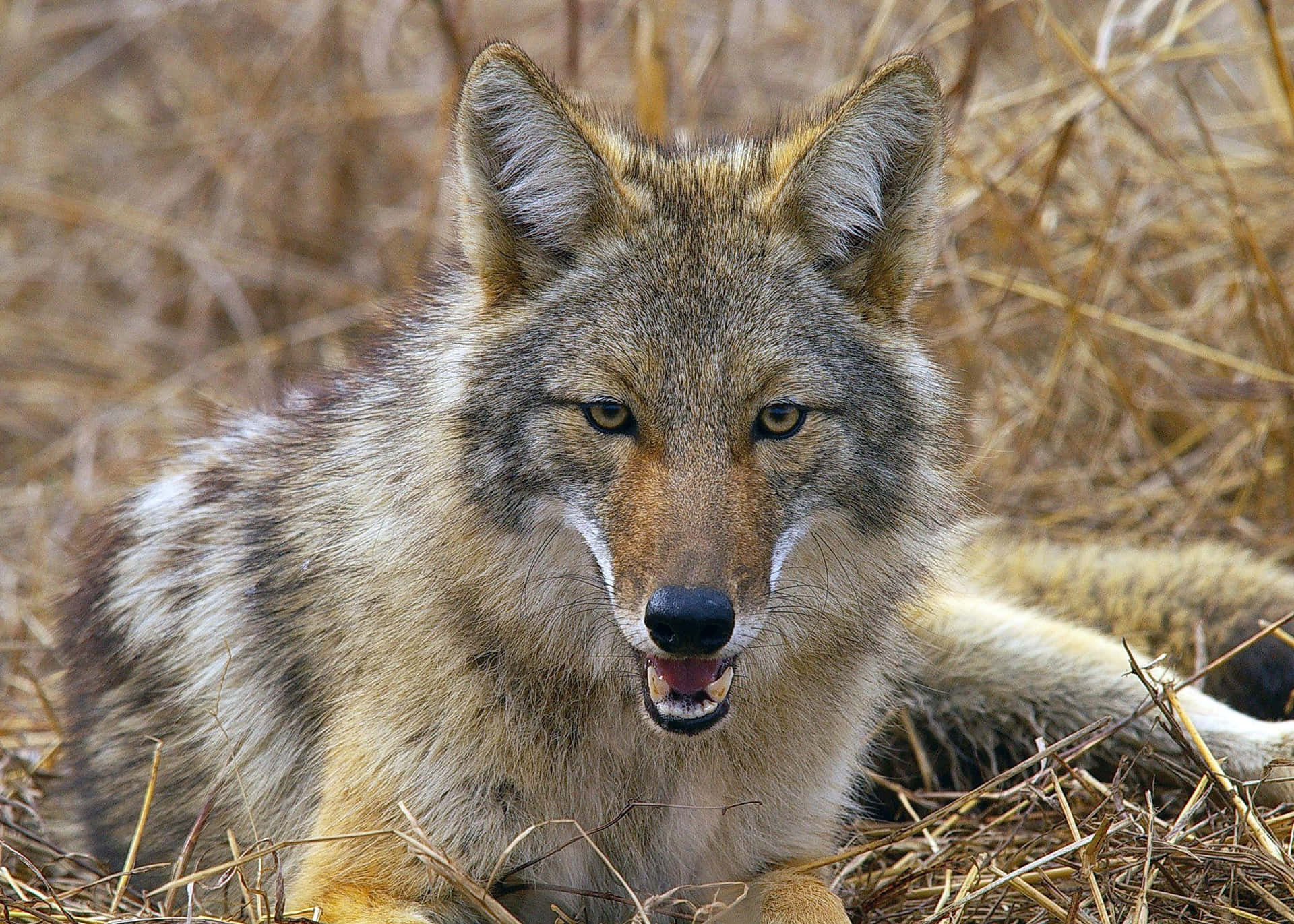 Coyote Resting On The Dried Grass Background