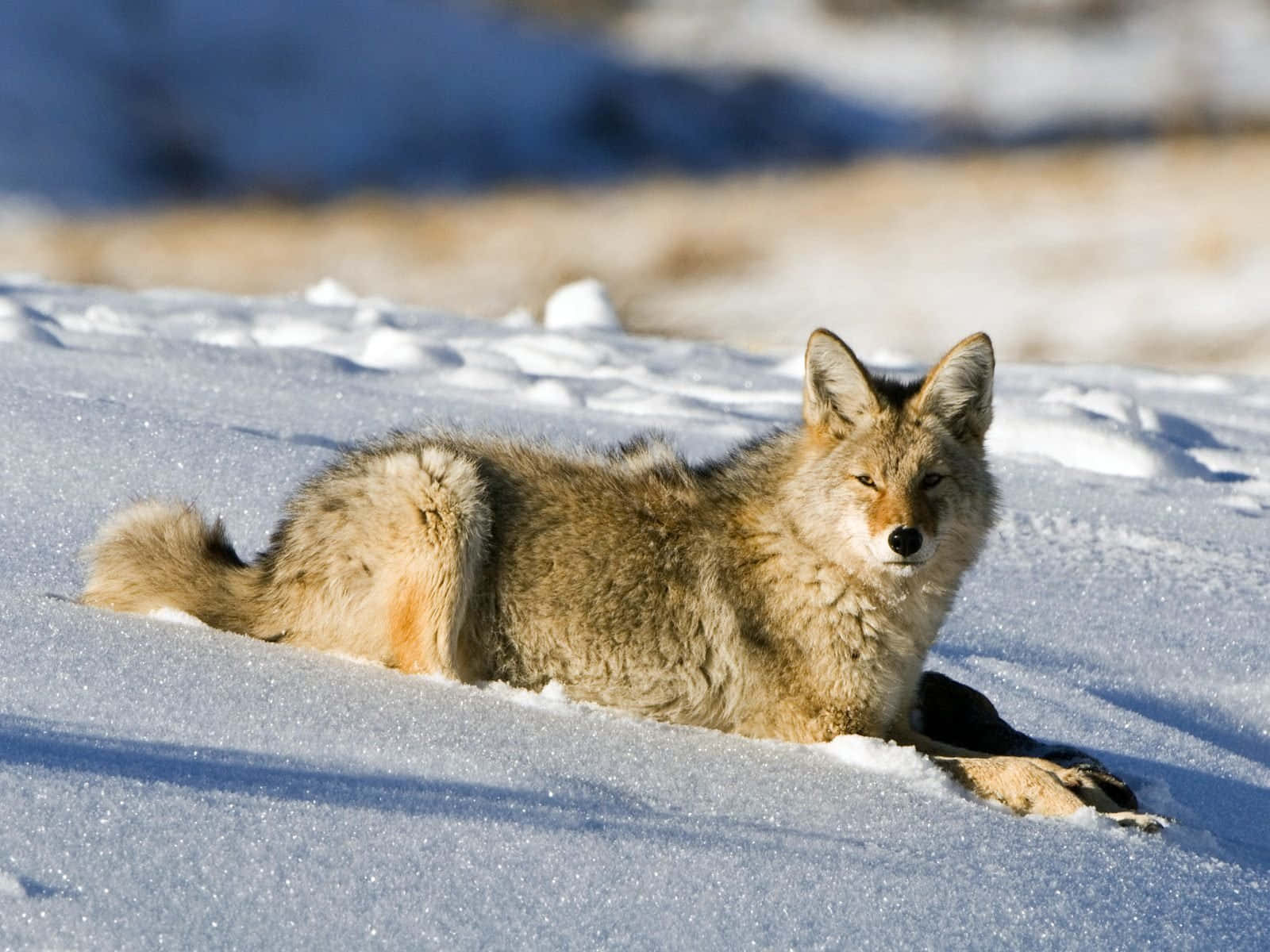 Coyote Resting On The Snow Background
