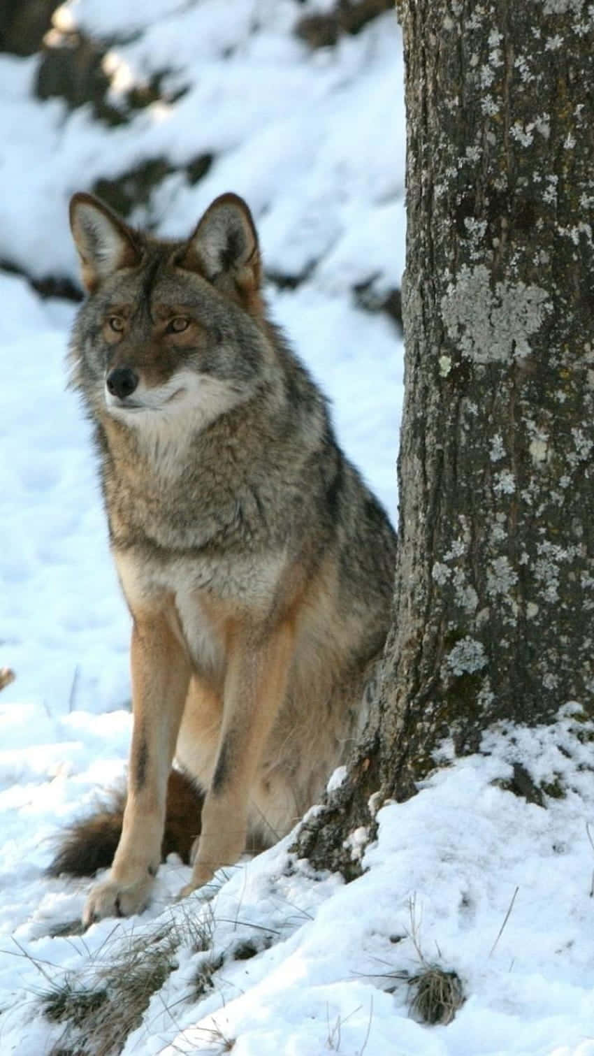 Coyote Sitting By The Foot Of A Tree Background