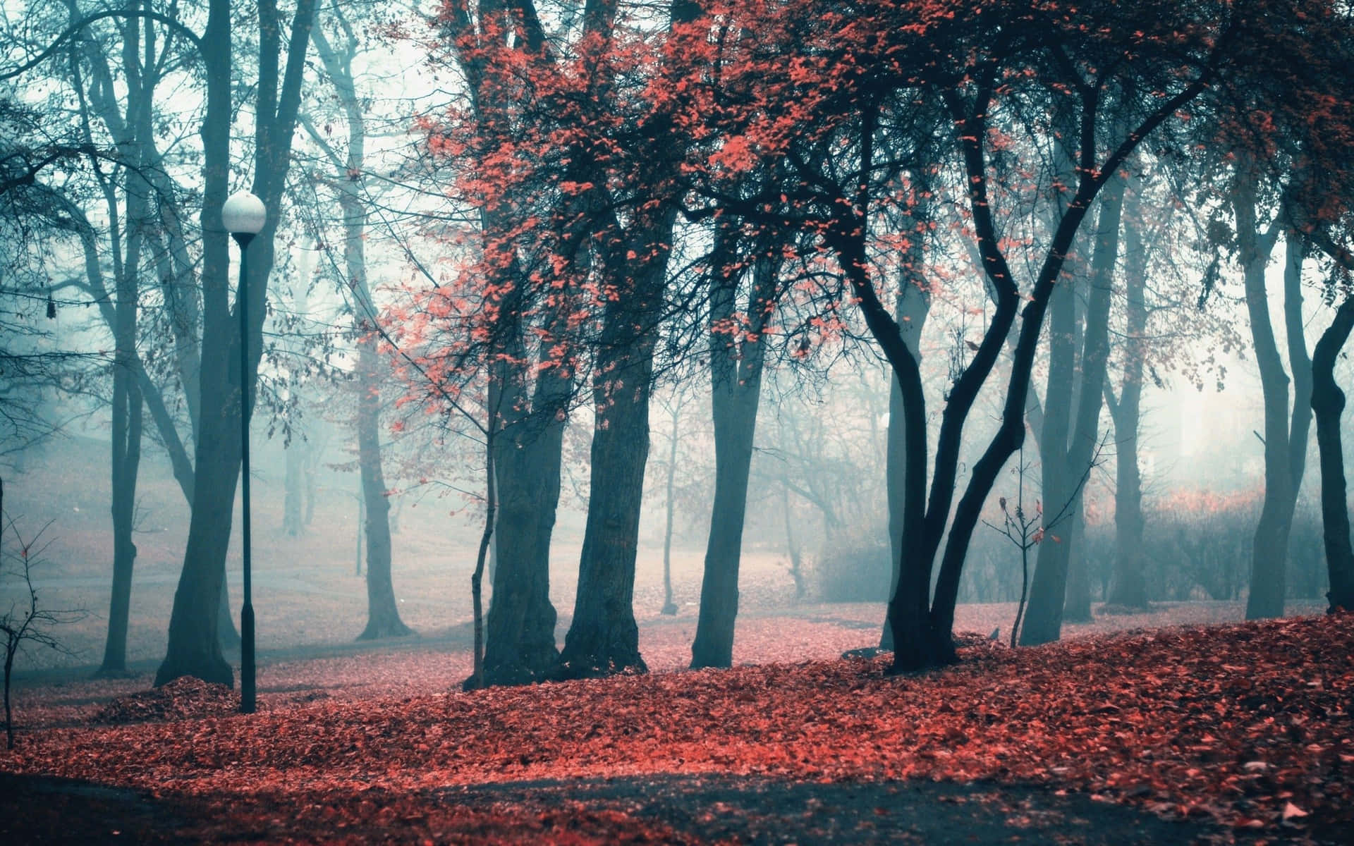 Atmosferaaccogliente Dell'autunno: Bosco Nebbioso. Sfondo