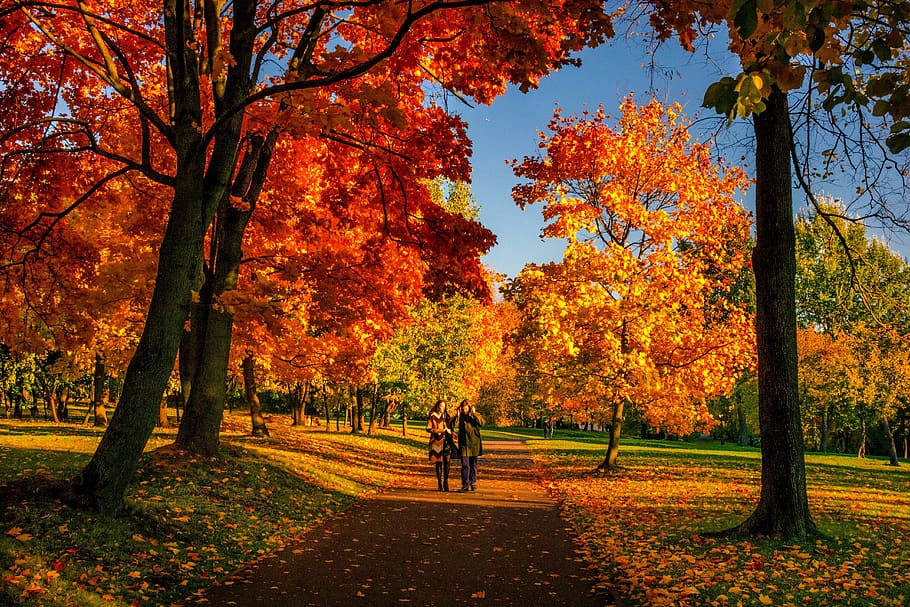 Cozy Autumn Couple Park Picture