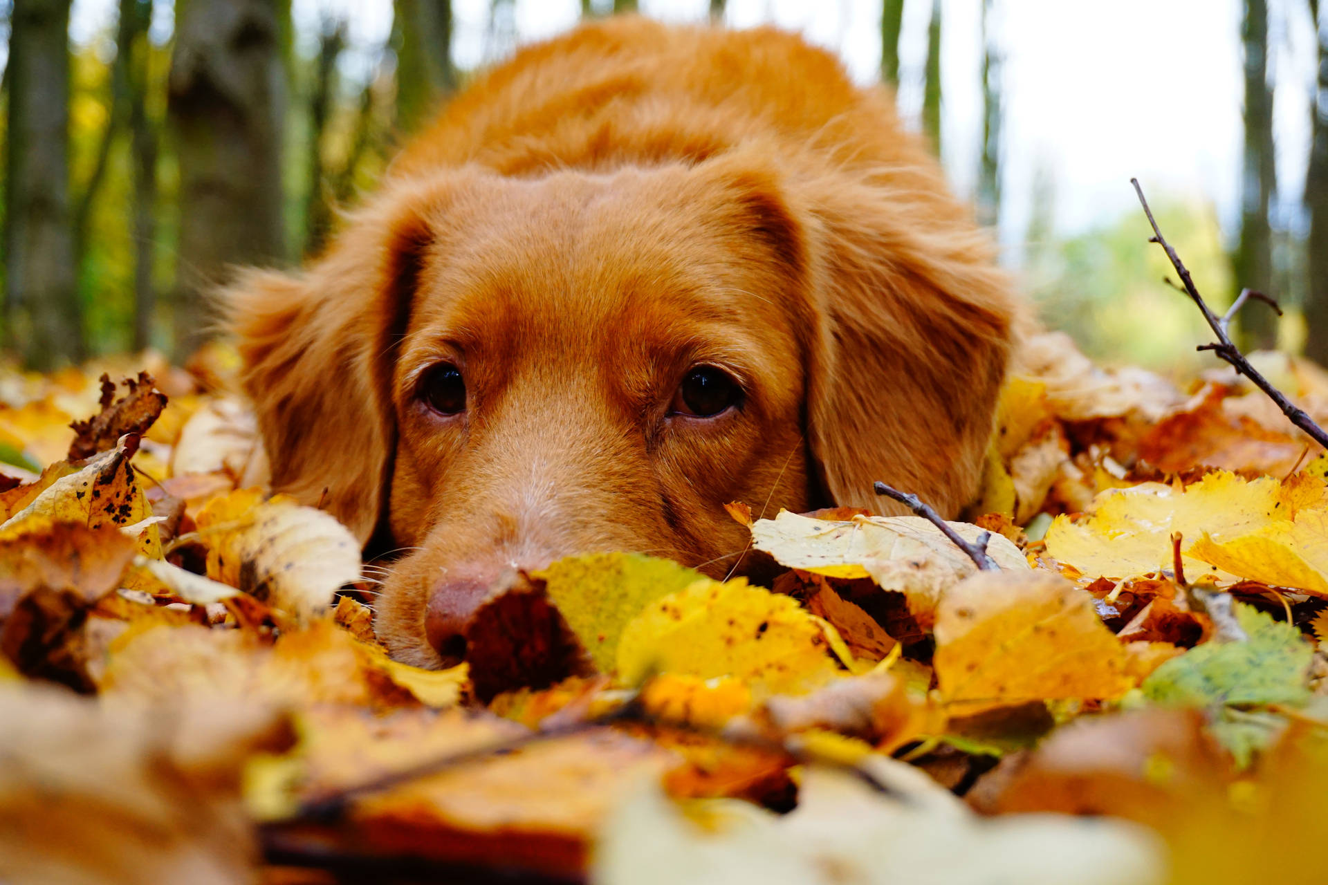 Cozy Autumn Dog Wallpaper