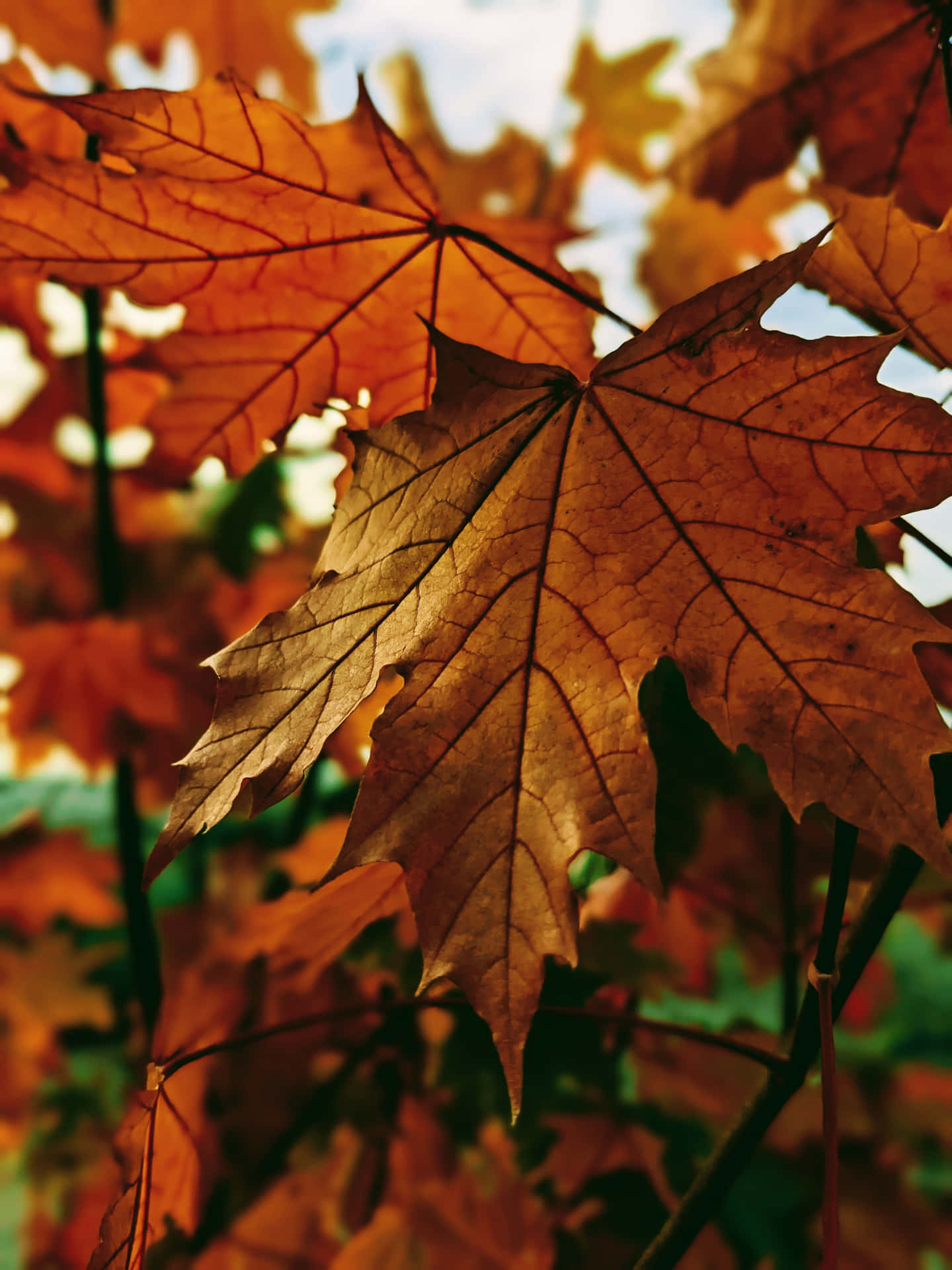 Cozy Brown Tones: An Aesthetic Blend Of Simplicity And Warmth