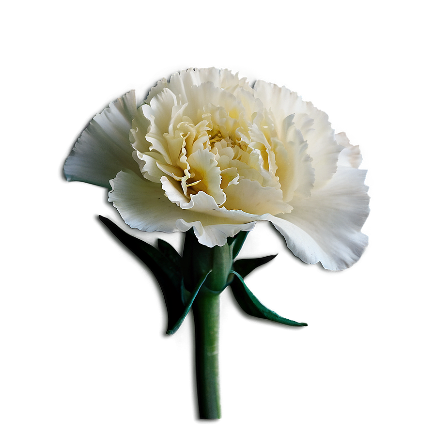 Cozy Carnation Png 06202024 PNG