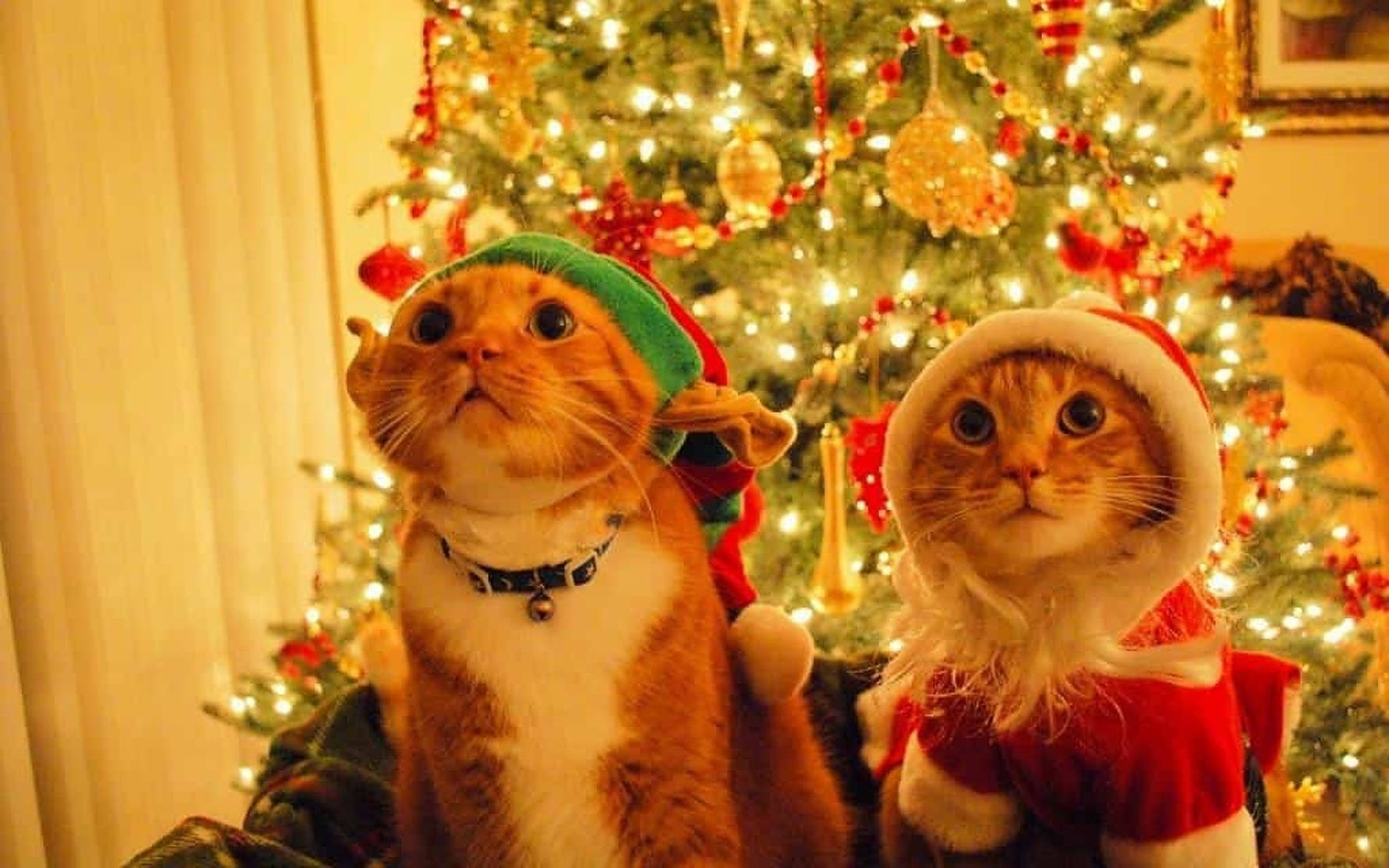 Cozy Christmas Aesthetic Cats Wallpaper