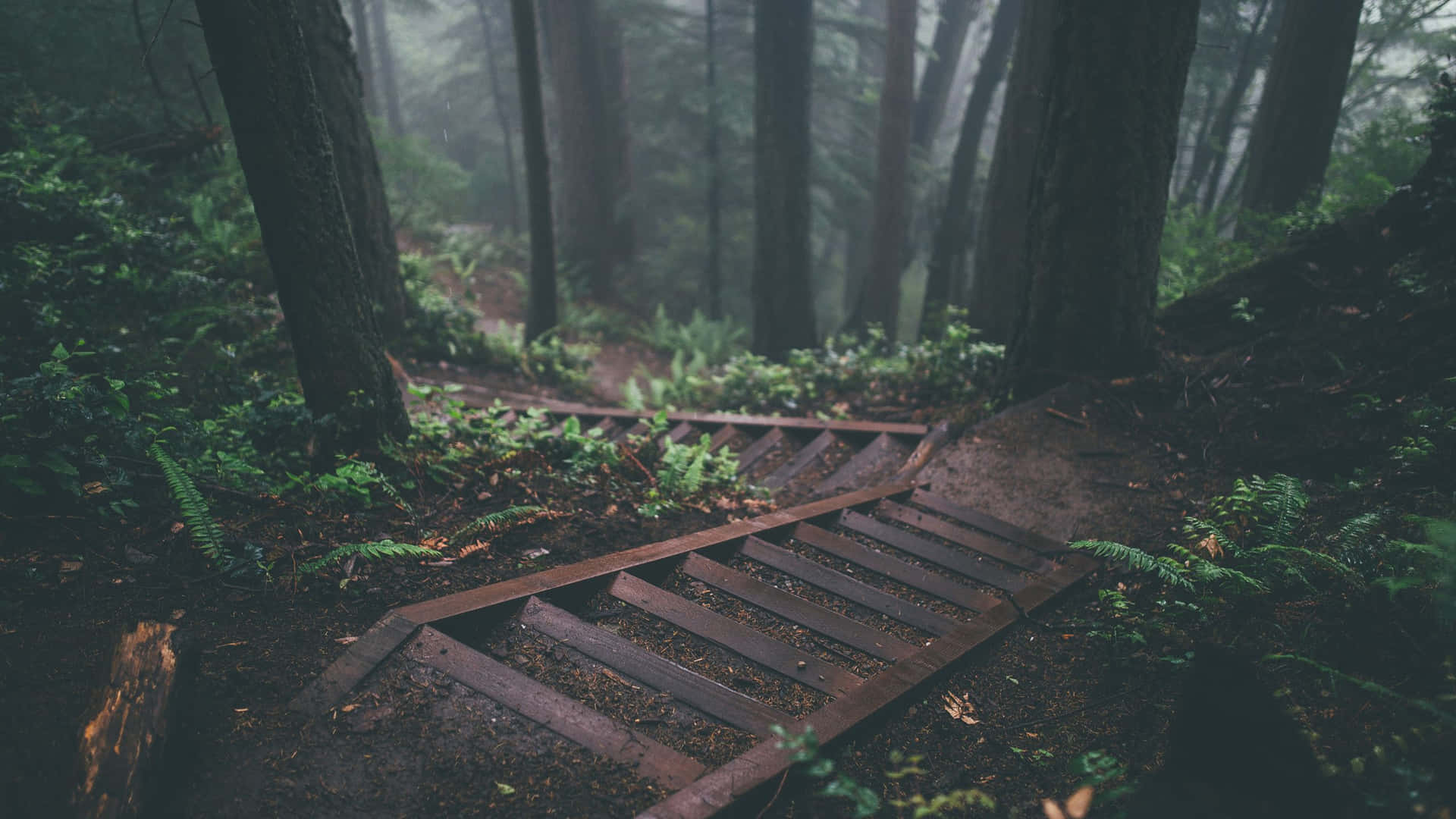 A Wooden Path In The Forest Wallpaper