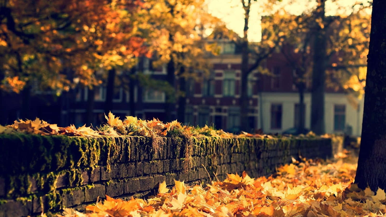 Autumn Leaves On A Brick Wall Wallpaper
