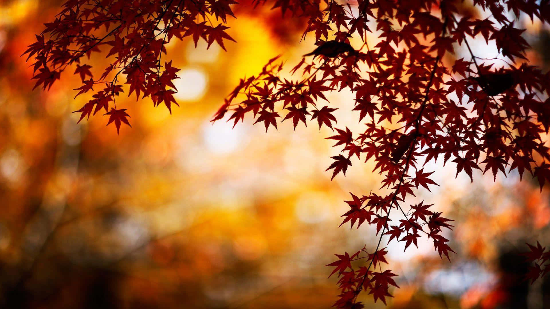 Enjoy the Splendor of Autumn From the Comfort of your Own Cozy Desk Wallpaper