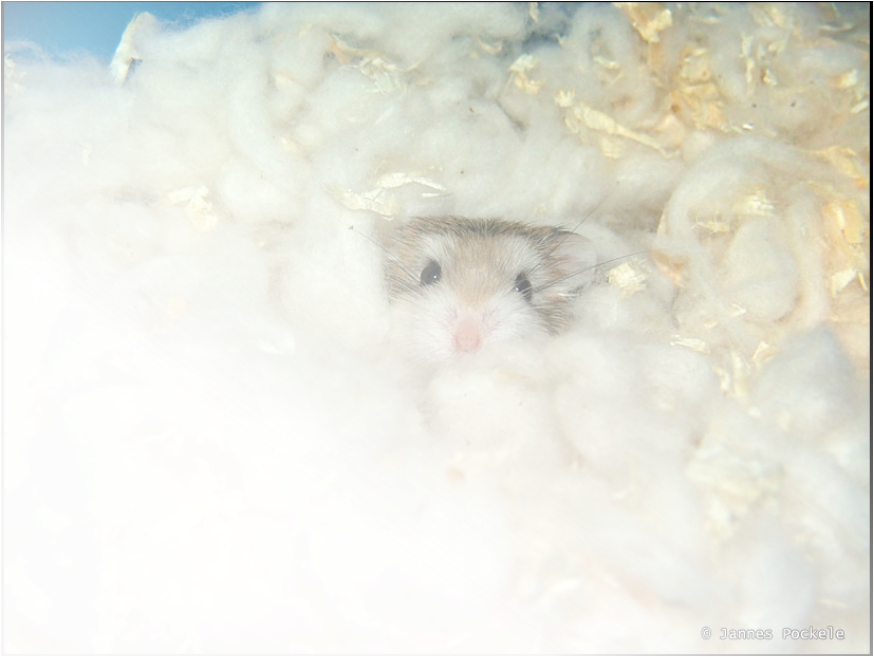 Cozy Hamsterin Bedding.jpg PNG
