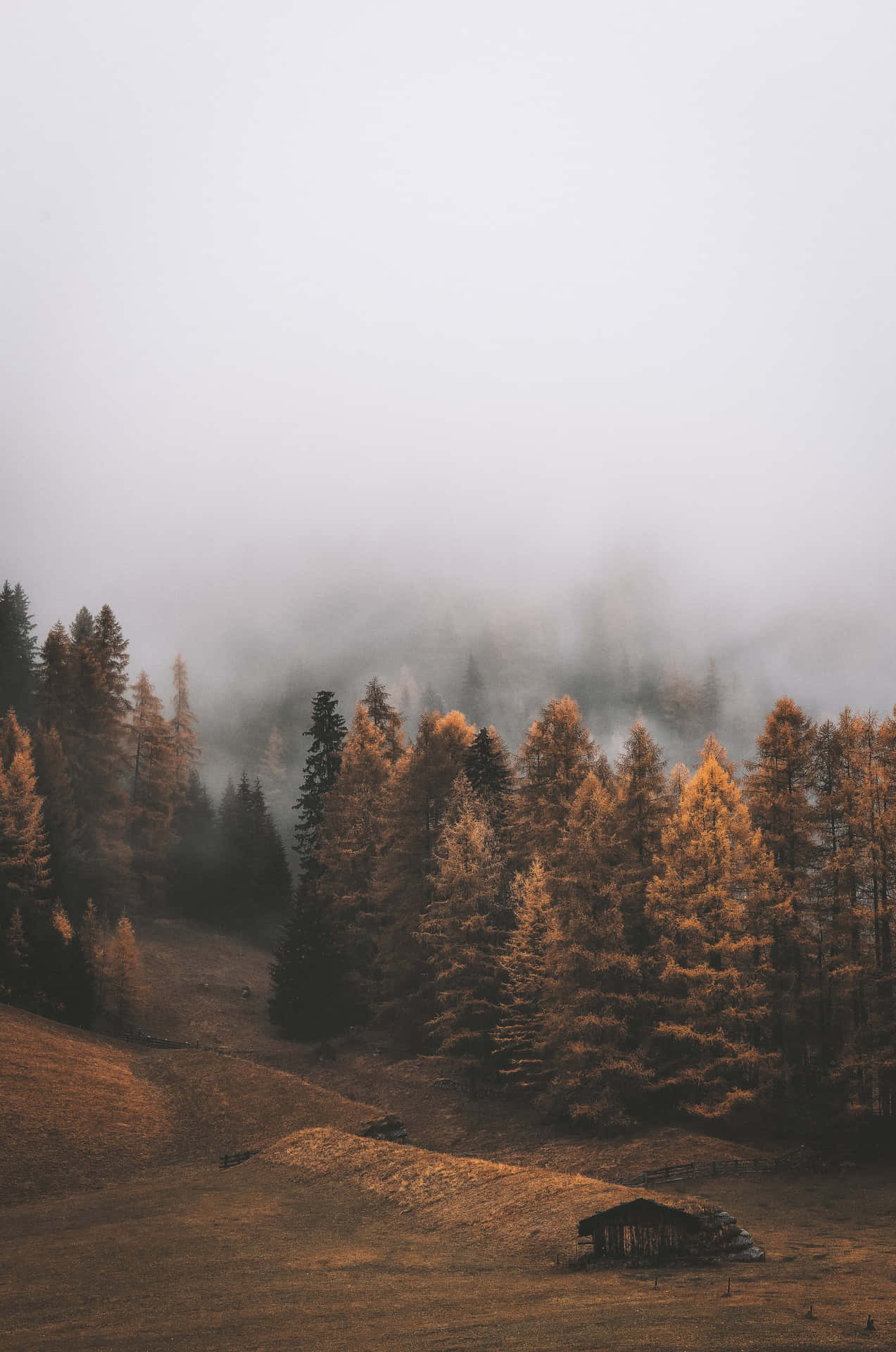 A Foggy Landscape With Trees And A House Wallpaper