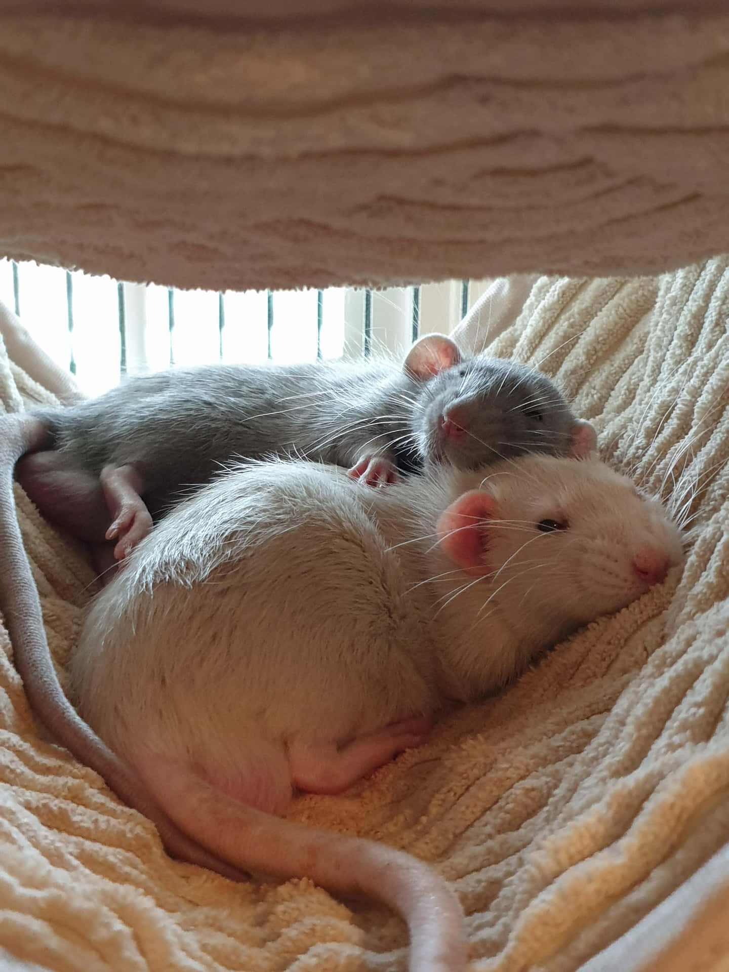 Cozy Rats Pictures