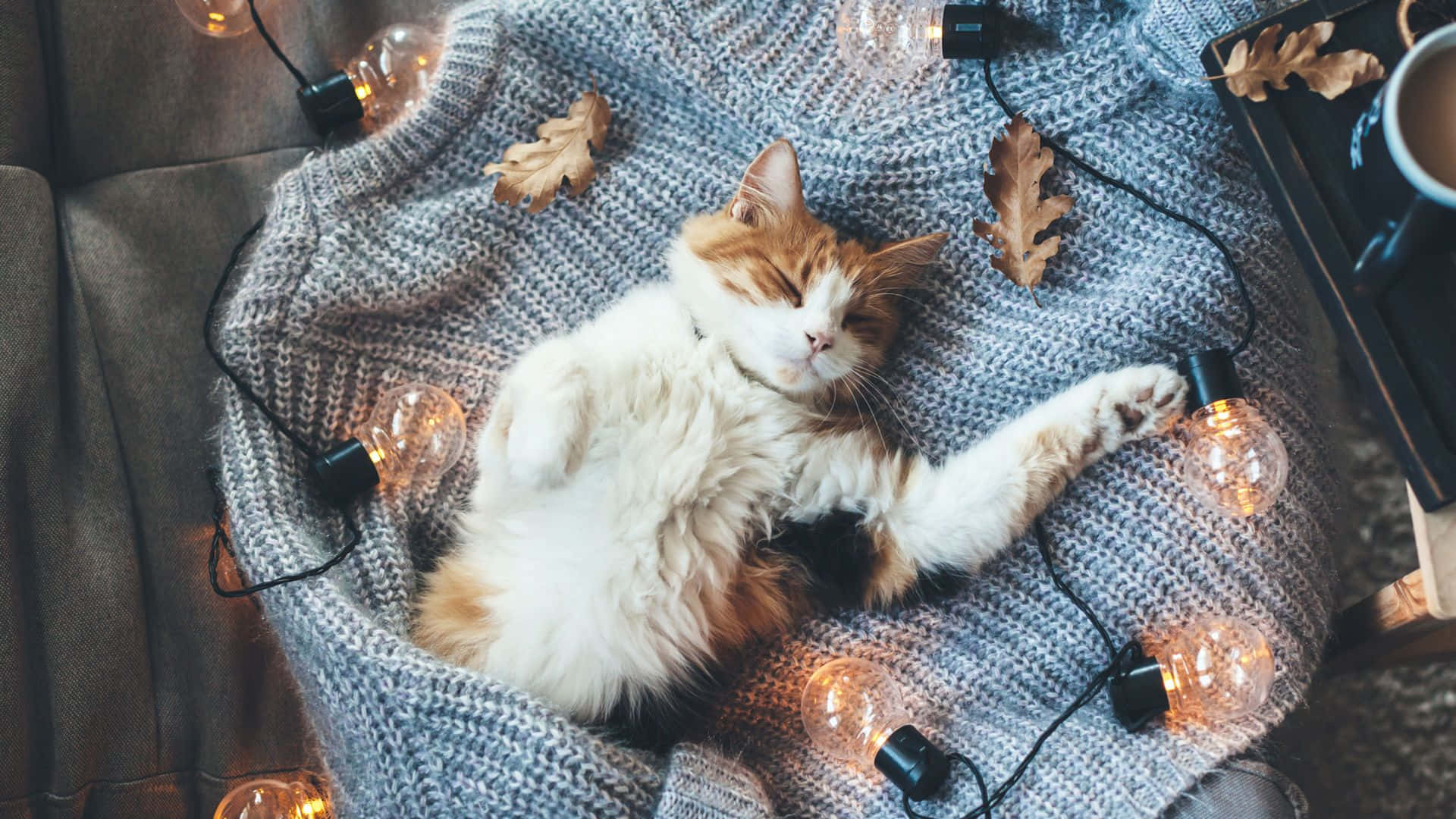 Cozy Cat Sleeping Winter Balnket Desktop Wallpaper