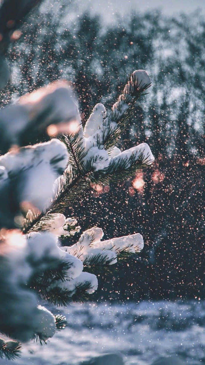 Cozy Winter Snowy Pine Leaves Tumblr Wallpaper