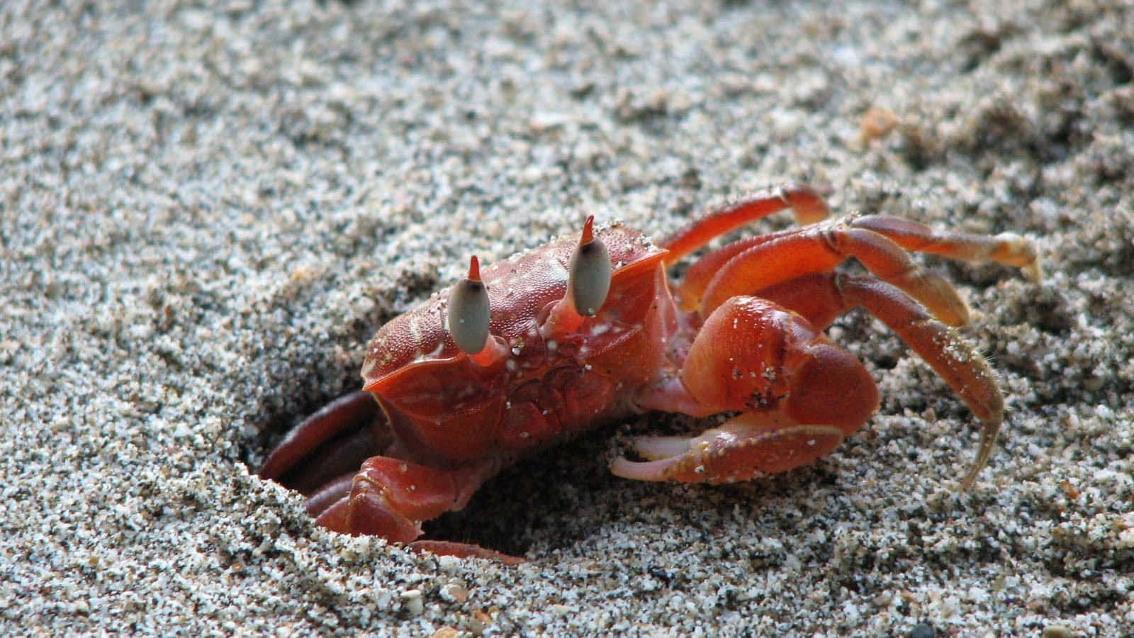 A close up of a bright orange fiddler crab