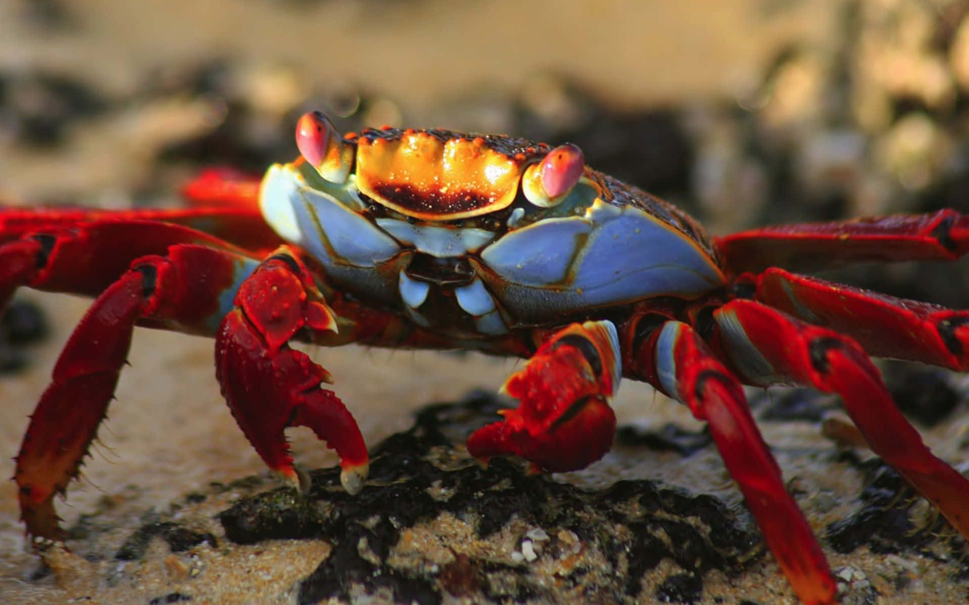 A bright-red crab atop a pile of white sand