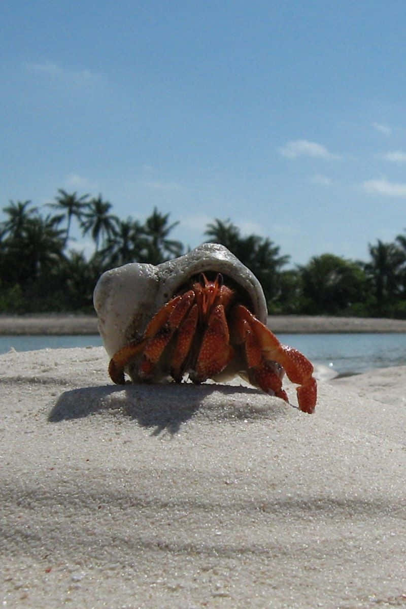 Colorful Crab Crawling Through the Ocean