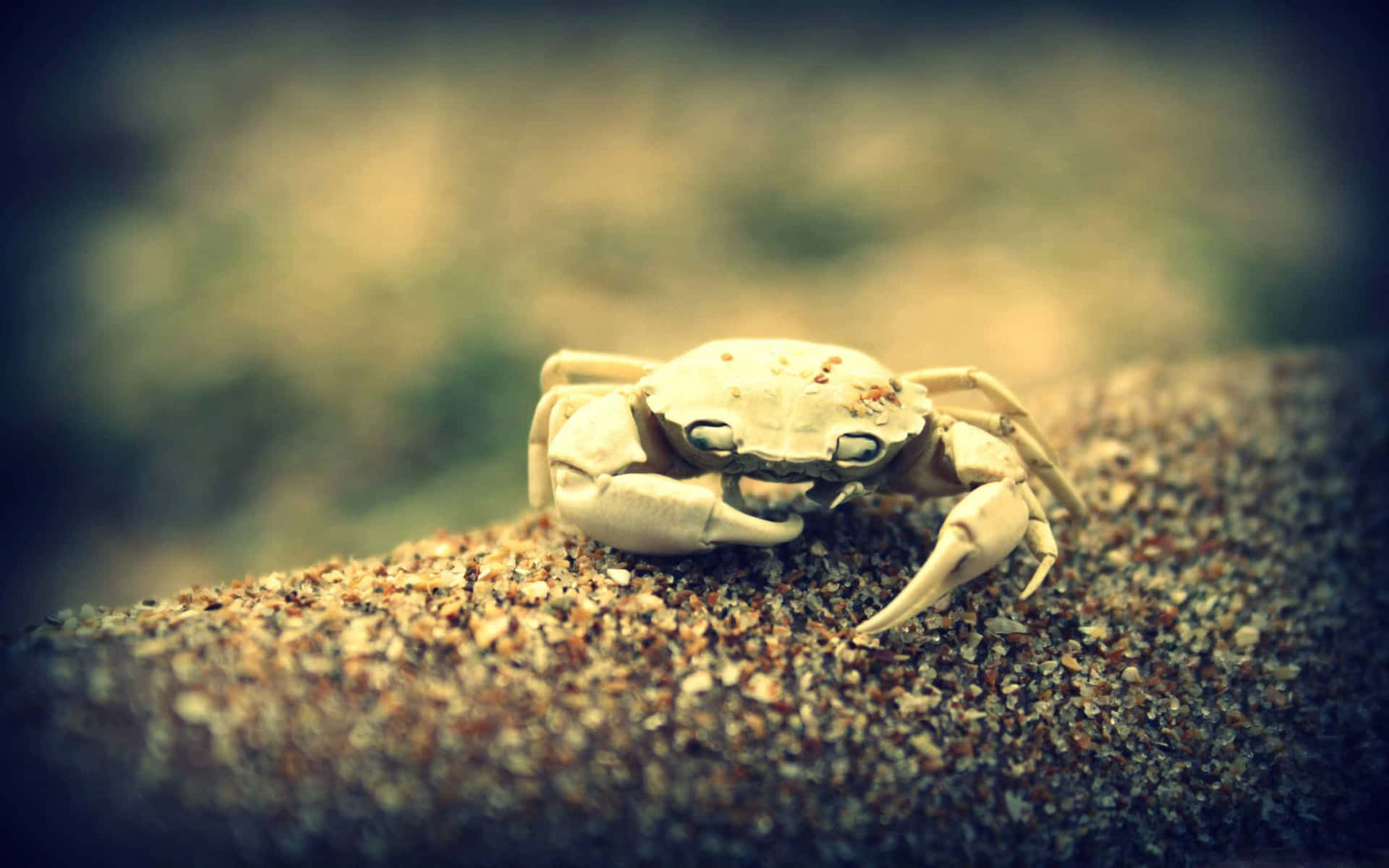A Robust Crab Crawling in Rock-Filled Waters