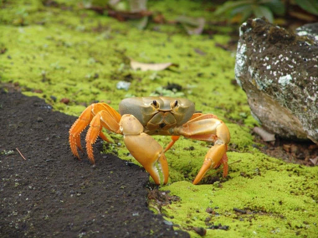 Enblå Krabbe, Der Sidder På Stranden.