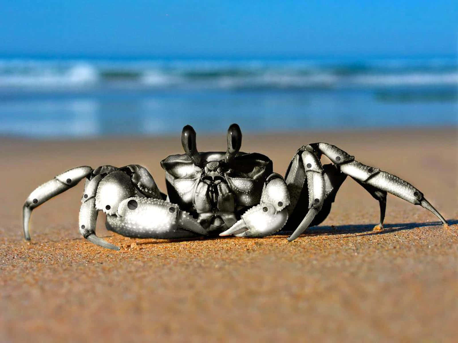 Cute crab enjoying its day.