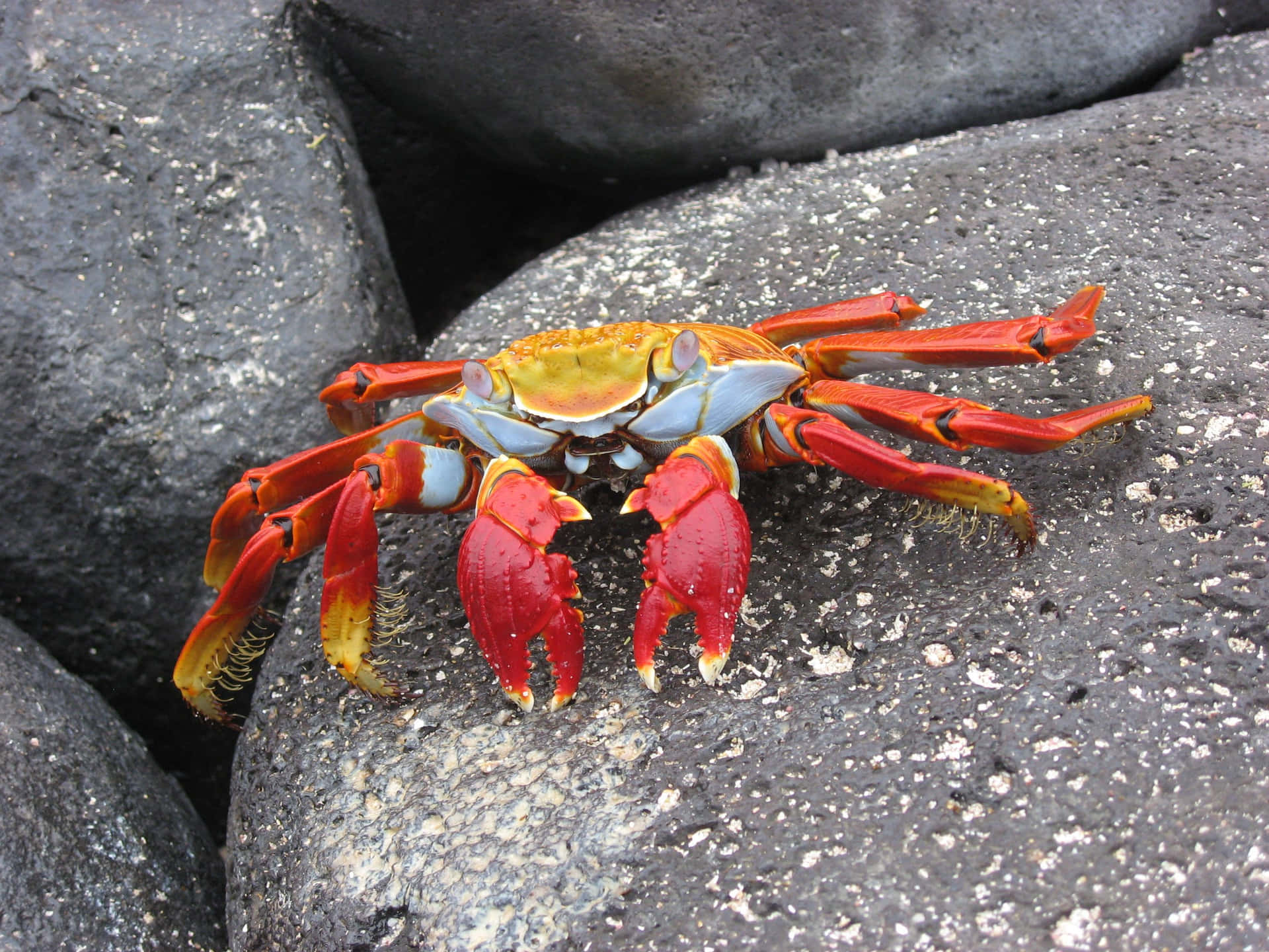 A Close Look at a Colorful Crab Shell