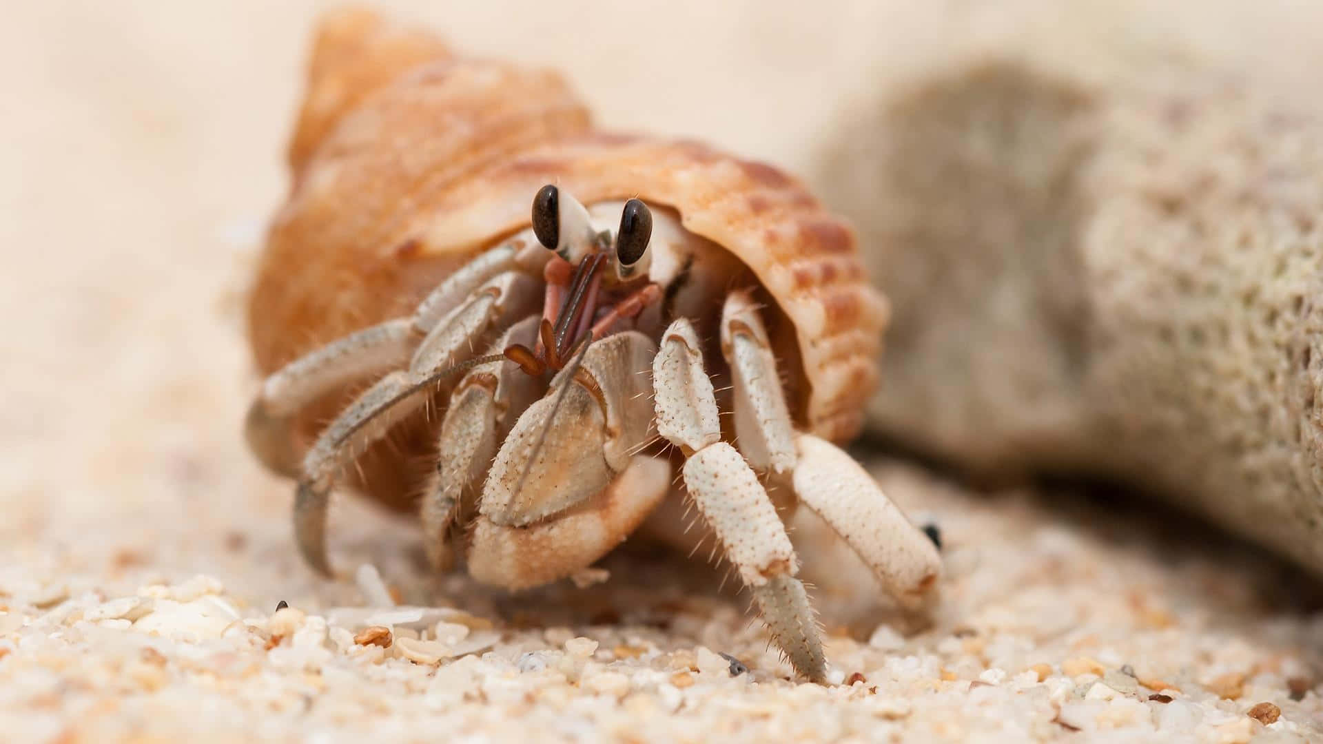 Einechtes Meeresgefühl - Krabbe In Hoher Auflösung