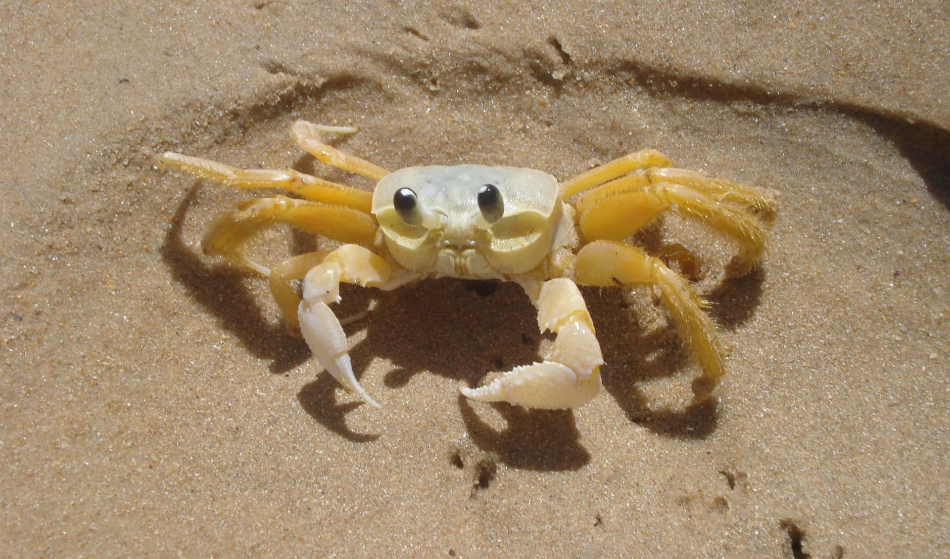 Nature's Elegance - A Red Blue Crab Crawling Along the Beach