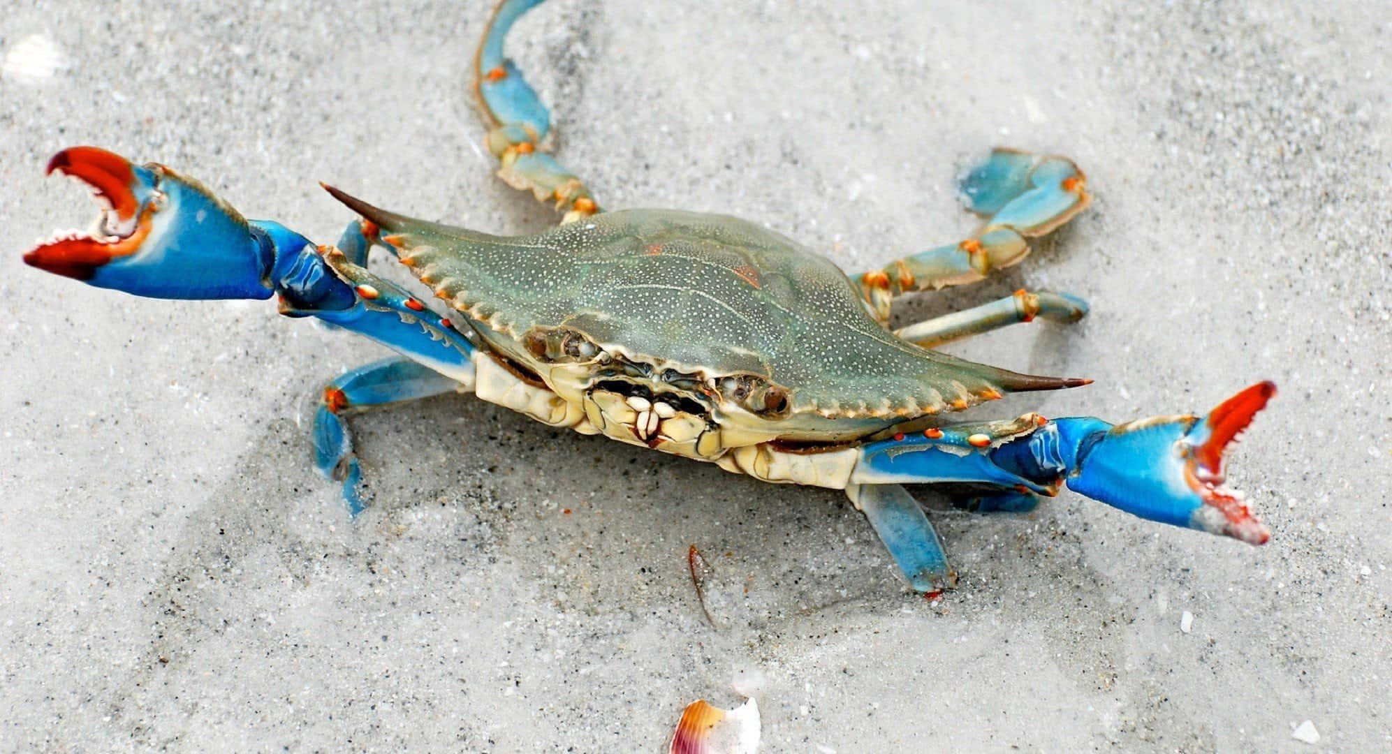 A Closeup Of A Crab On A Sandy Beach