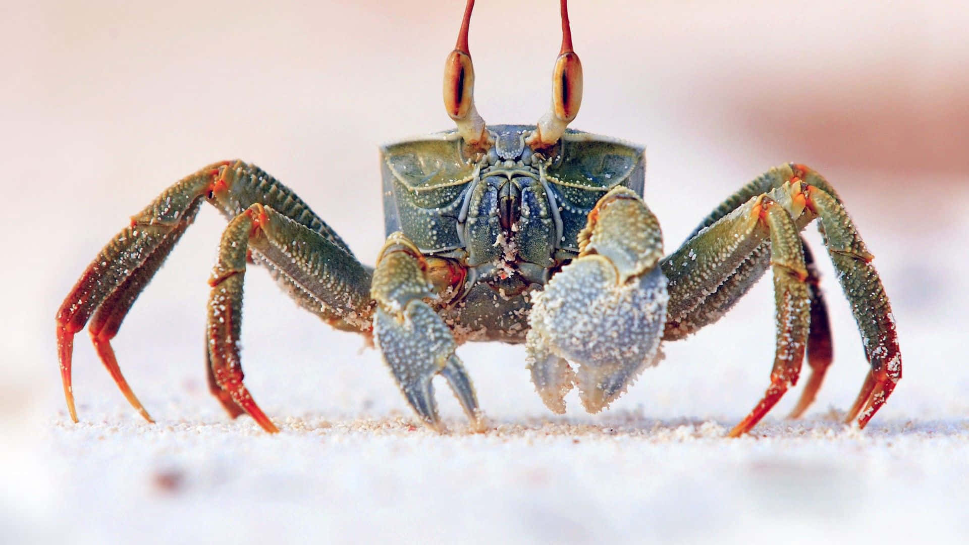 Majestic Crab On Ocean Floor