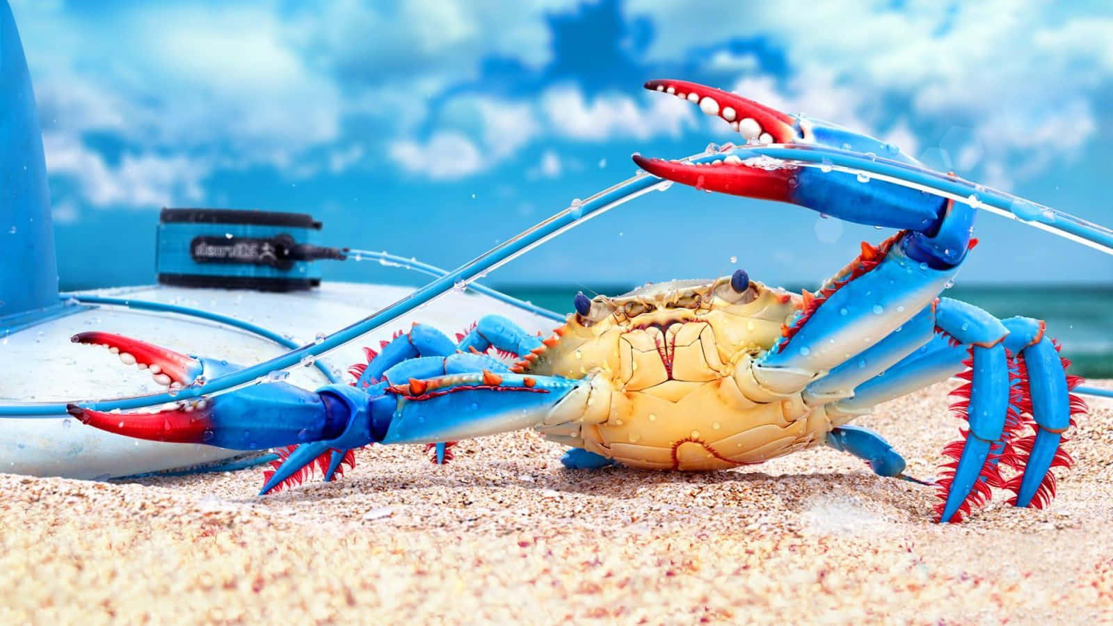 A Close Up of a Crab
