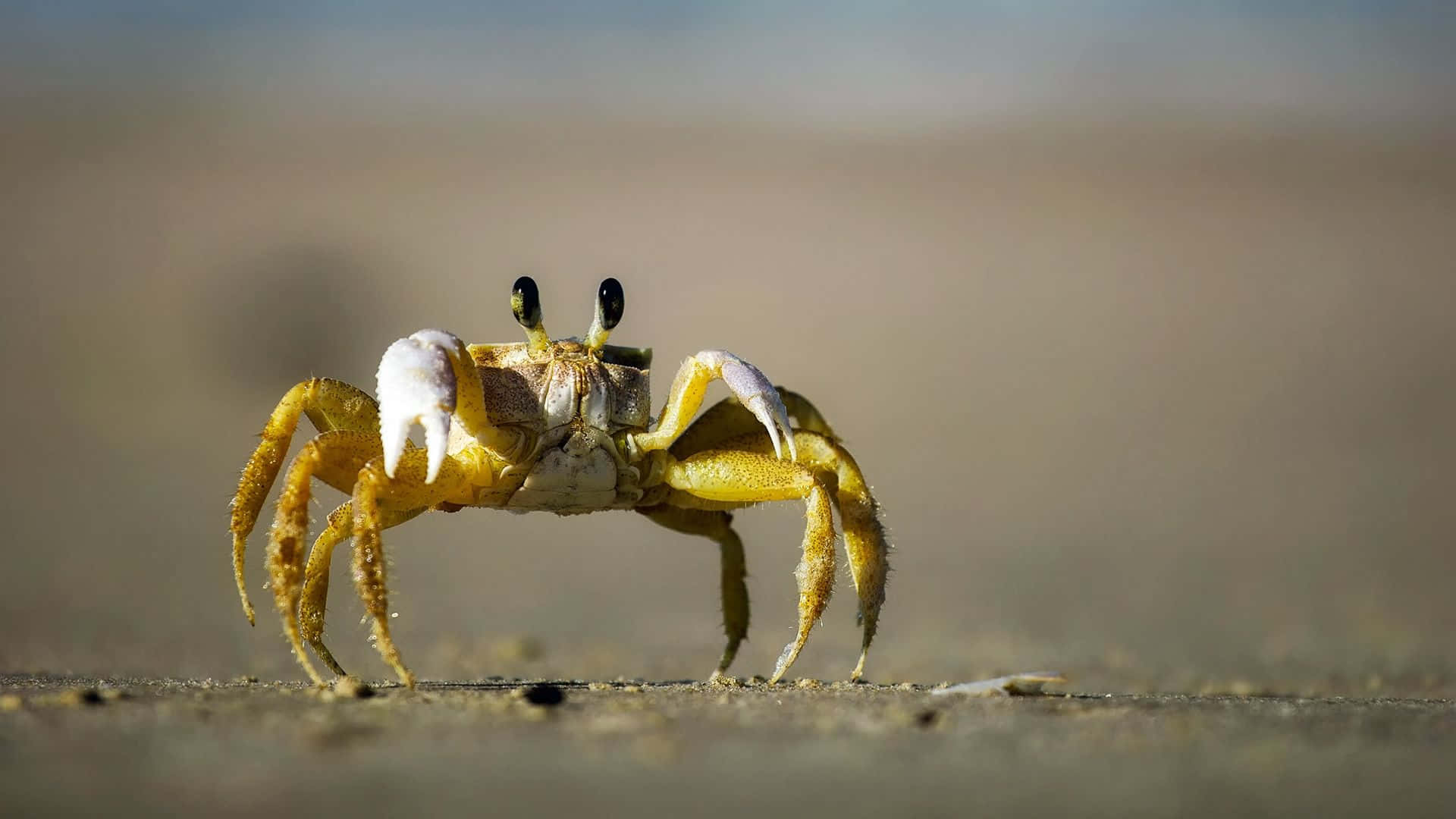 Einsaftig Aussehender Krabbe Sitzt Zwischen Den Felsen.