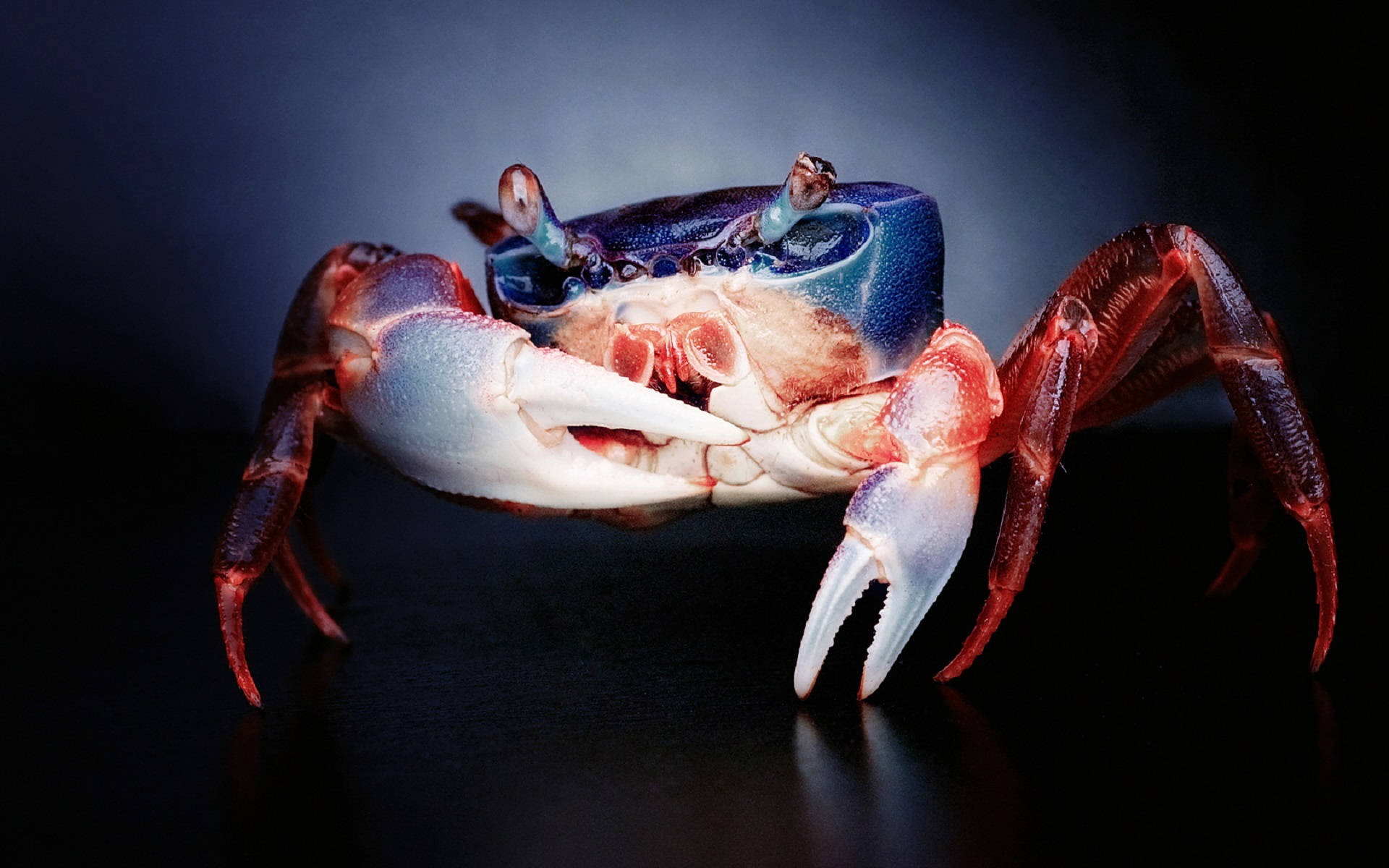 Crab Blue And Red Shell Wallpaper