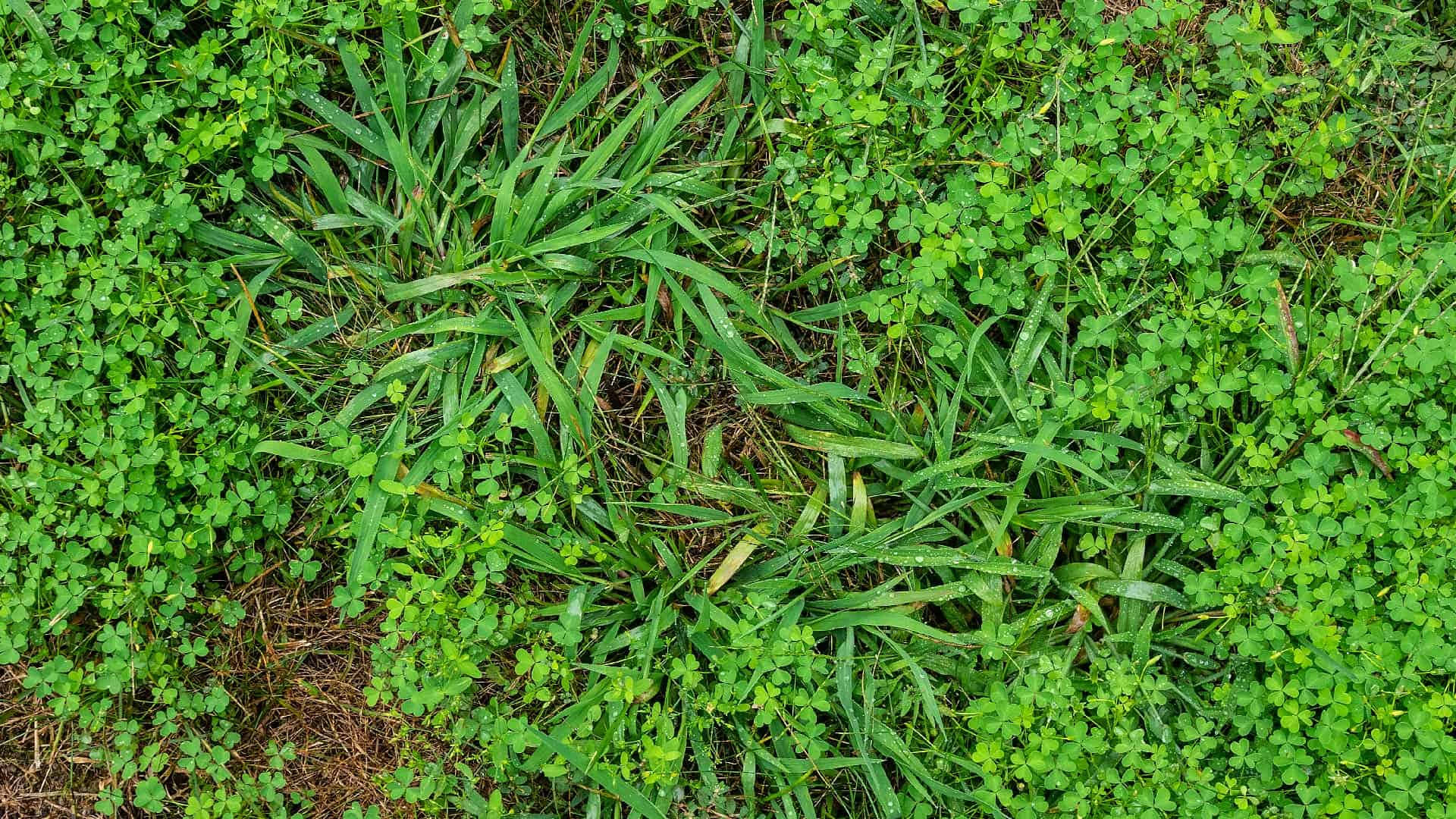 Crab Grass With Clover Plant Picture