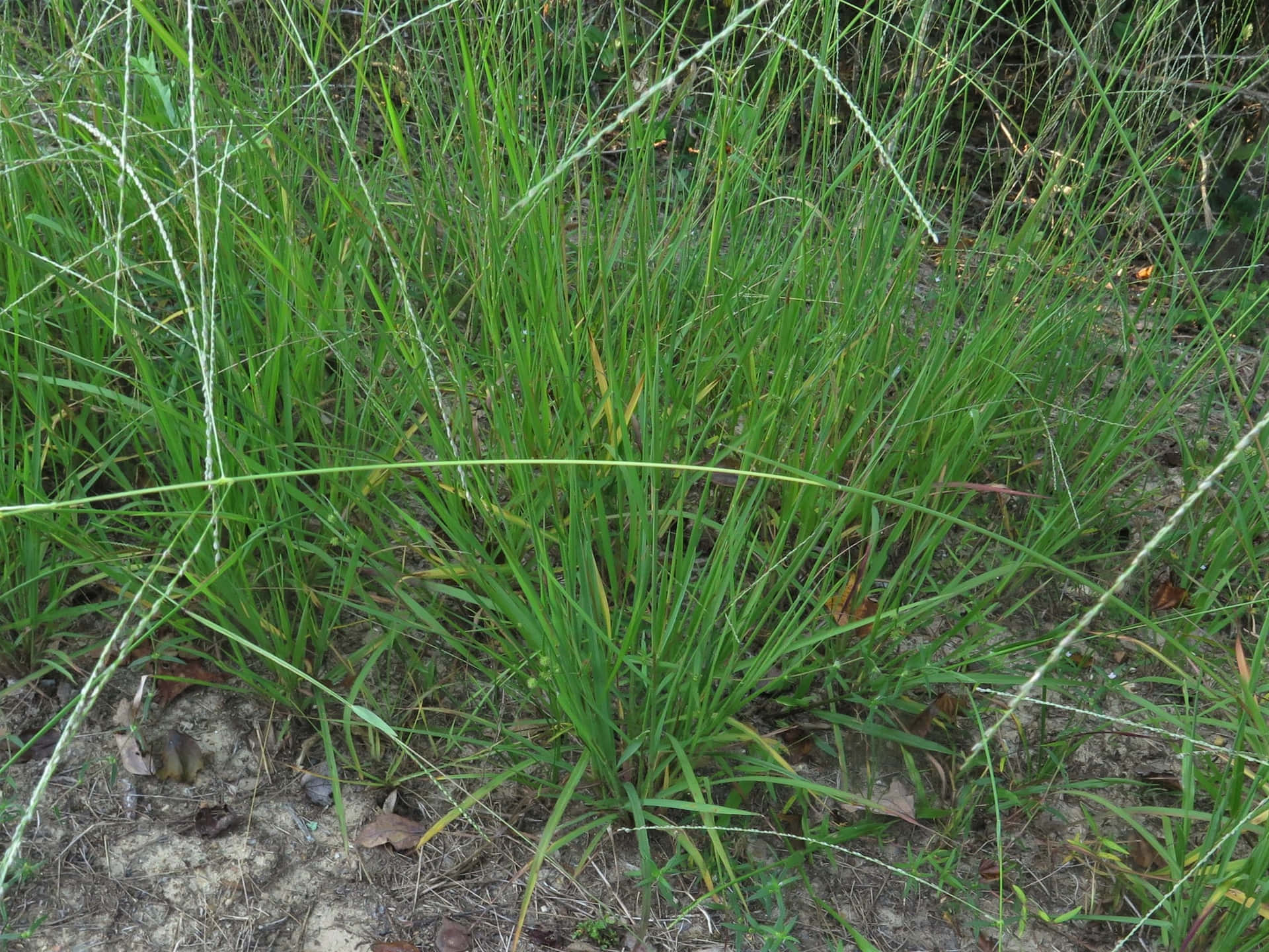 Crab Grass Pictures