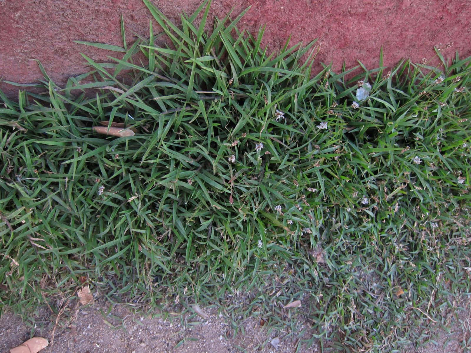 Crab Grass Red Gray Soil Picture