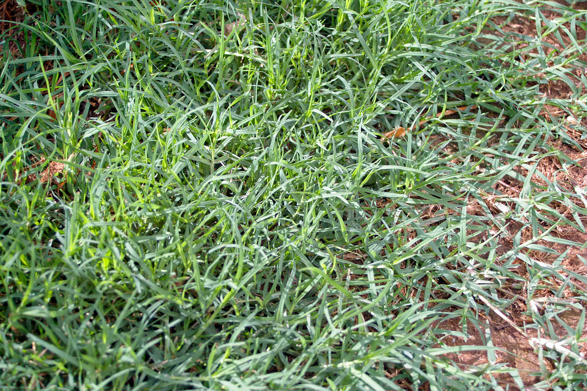 Crab Grass Pictures
