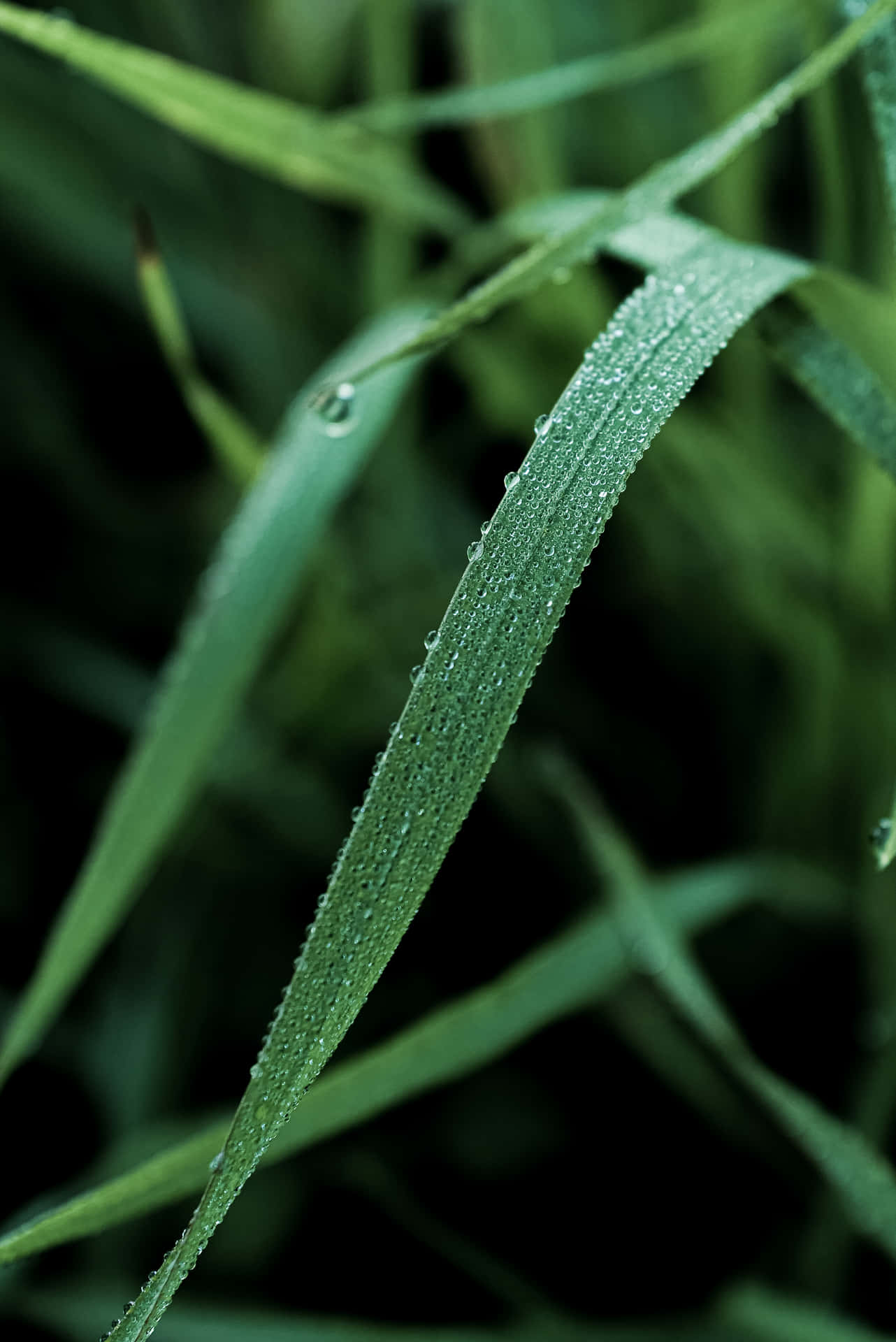 Vasskrabbgräs Närbildsbild.