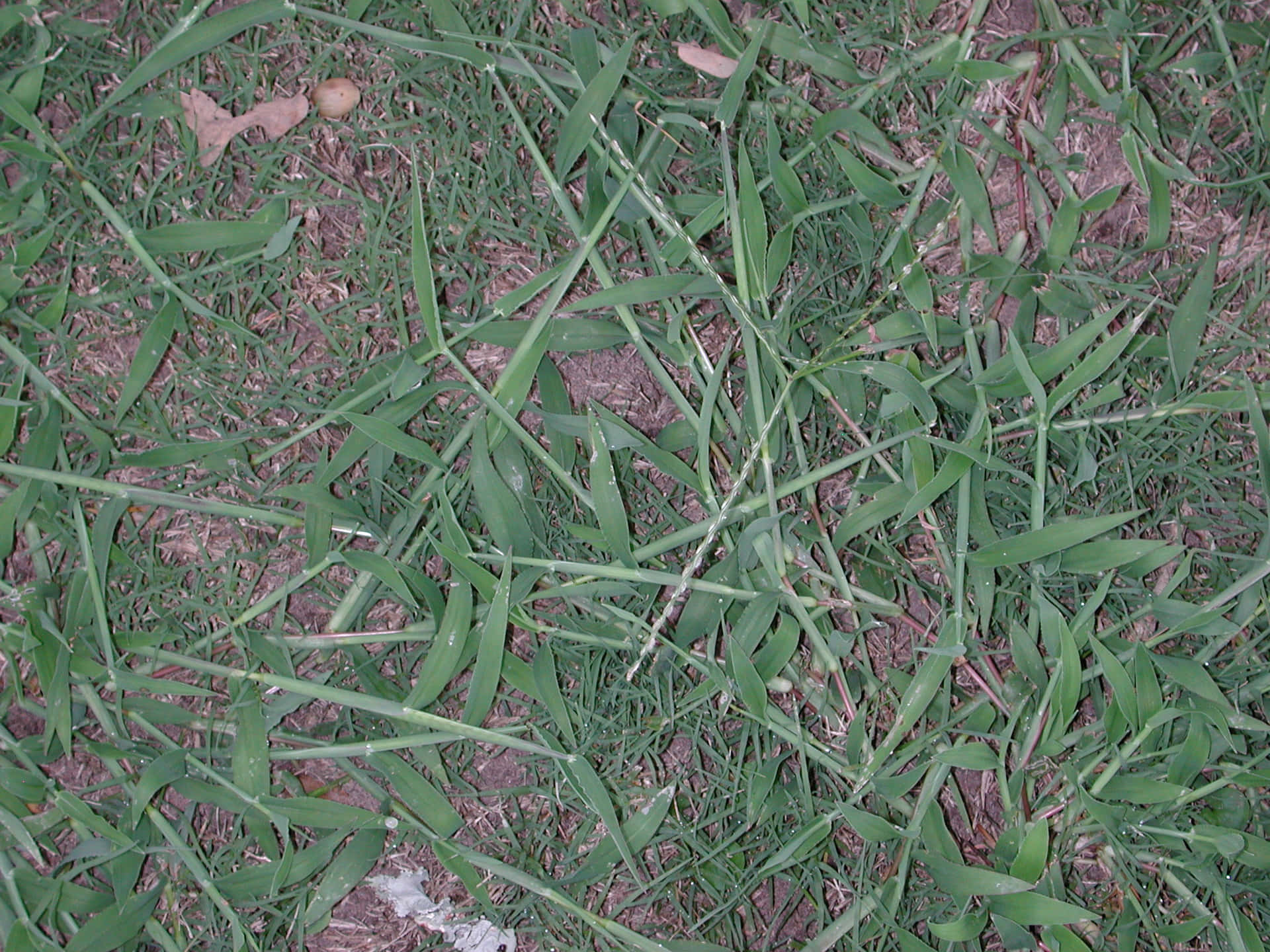 Eriochloacrab Grass På Marken Bild